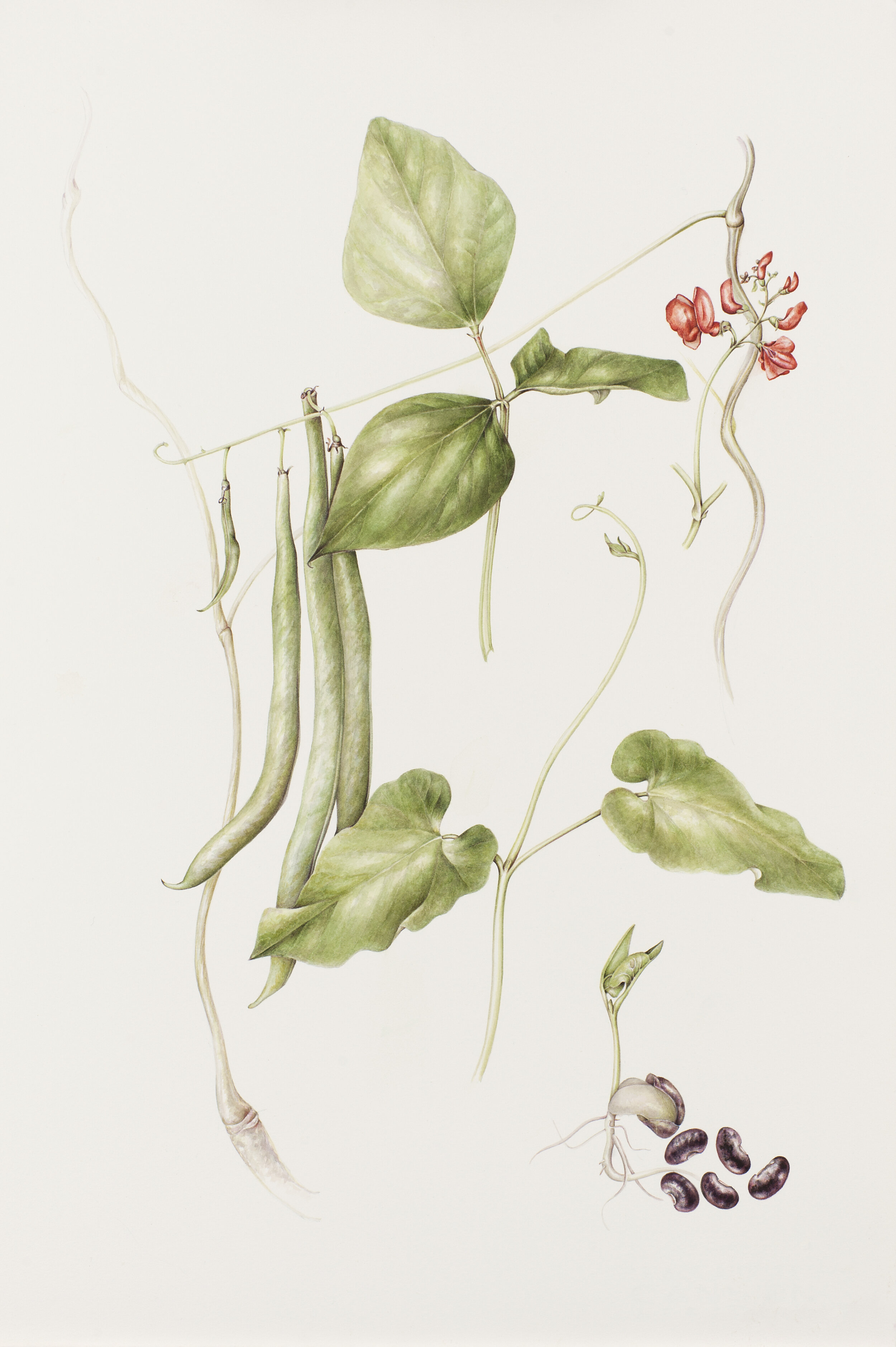 runner bean trimmed Jack and the Beanstalk.jpg