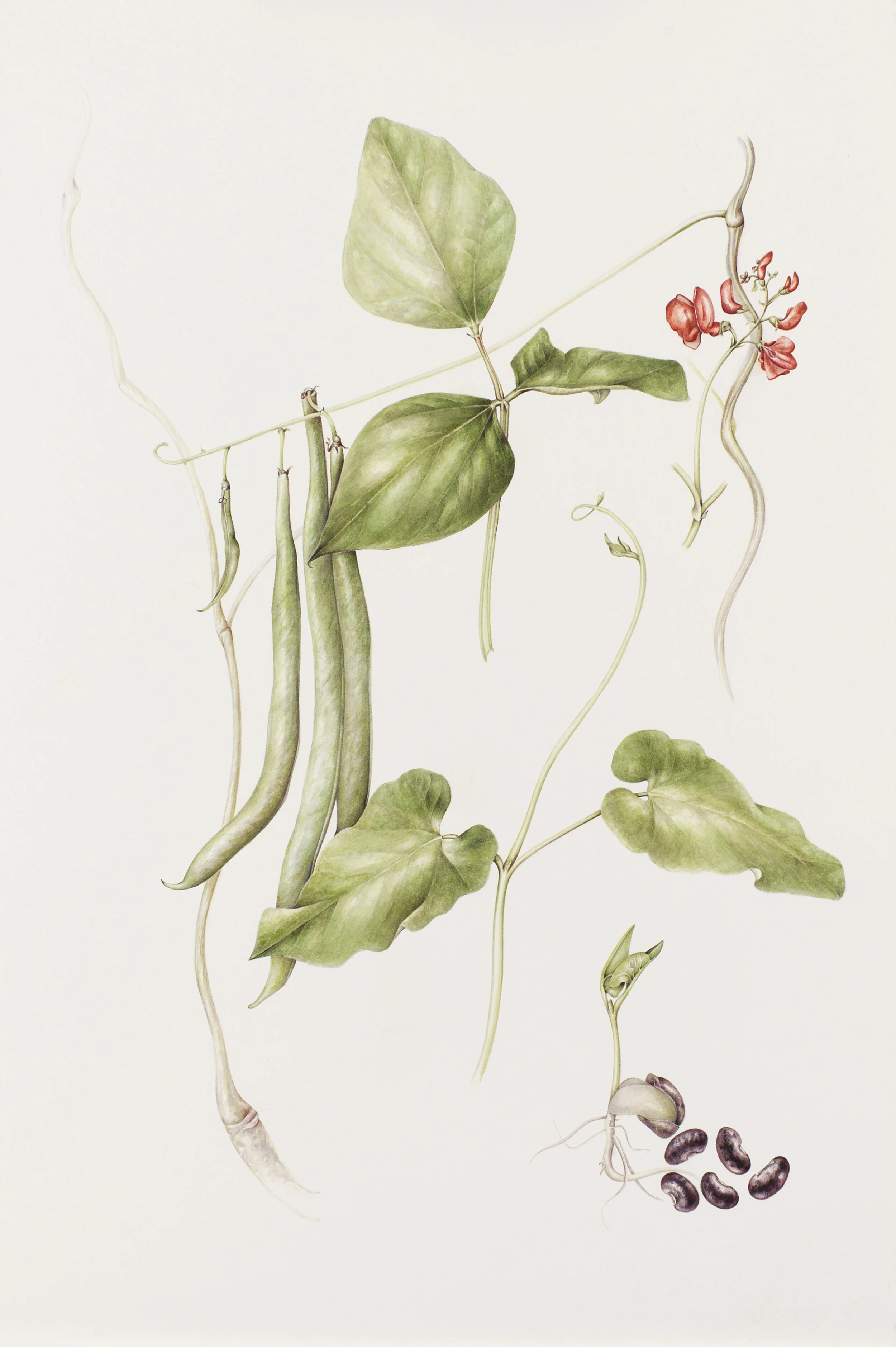 Mariella Baldwin - Phaseolus Coccineus 'Scarlet Runner Bean'. (Jack and the Beanstalk)
