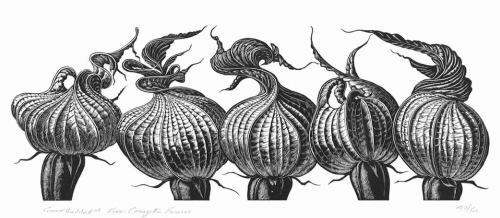 Haddrell.FIveCourgetteFlowers.Kevis.jpg