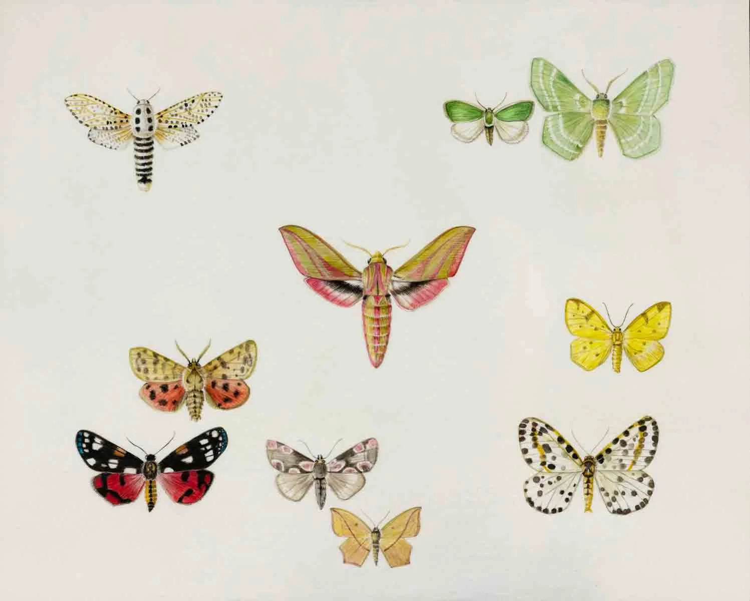 Baldwin.Aurelian---Moth-Collection.Kevis-copy.jpg
