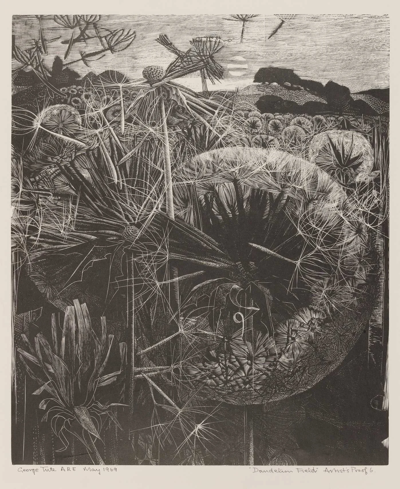 George-Tute-Dandelion-Field.Kevis-copy.jpg