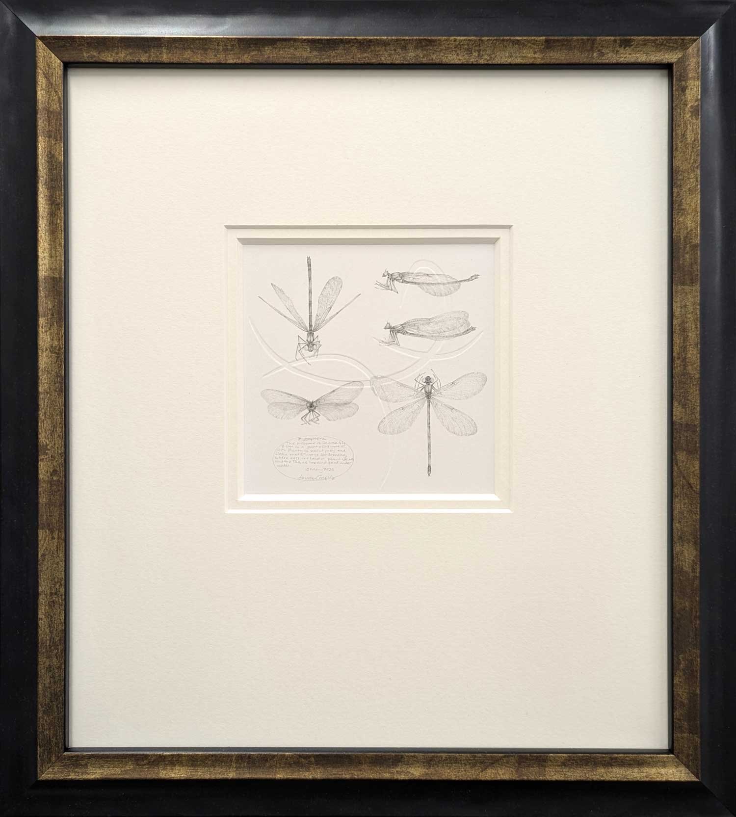 Louisa-Crispin-Study-of-a-Damselfly-001~-Zygoptera-framed-39x35x2cm.jpg