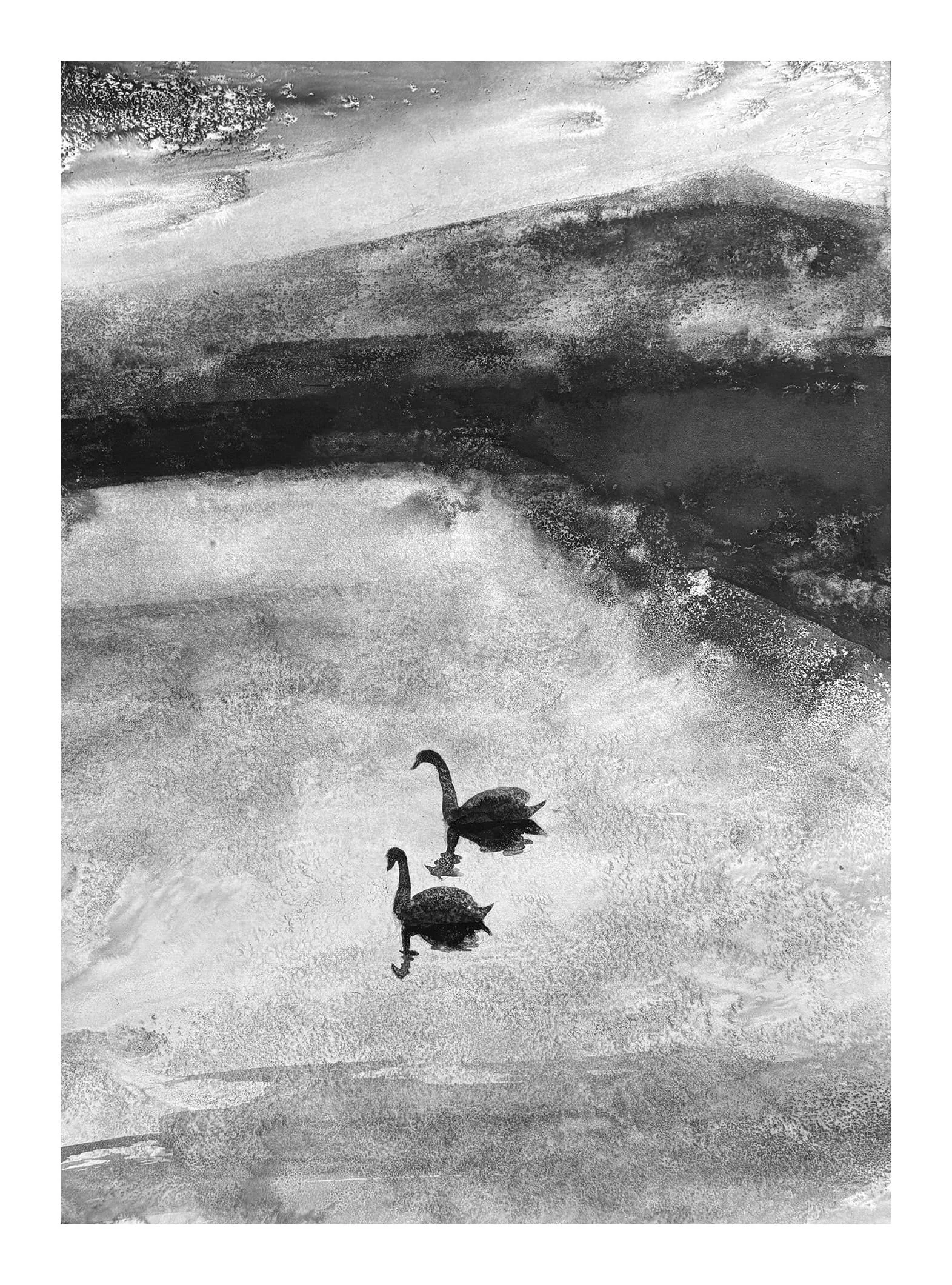 Roberts.EveningSwans.Kevis.jpg