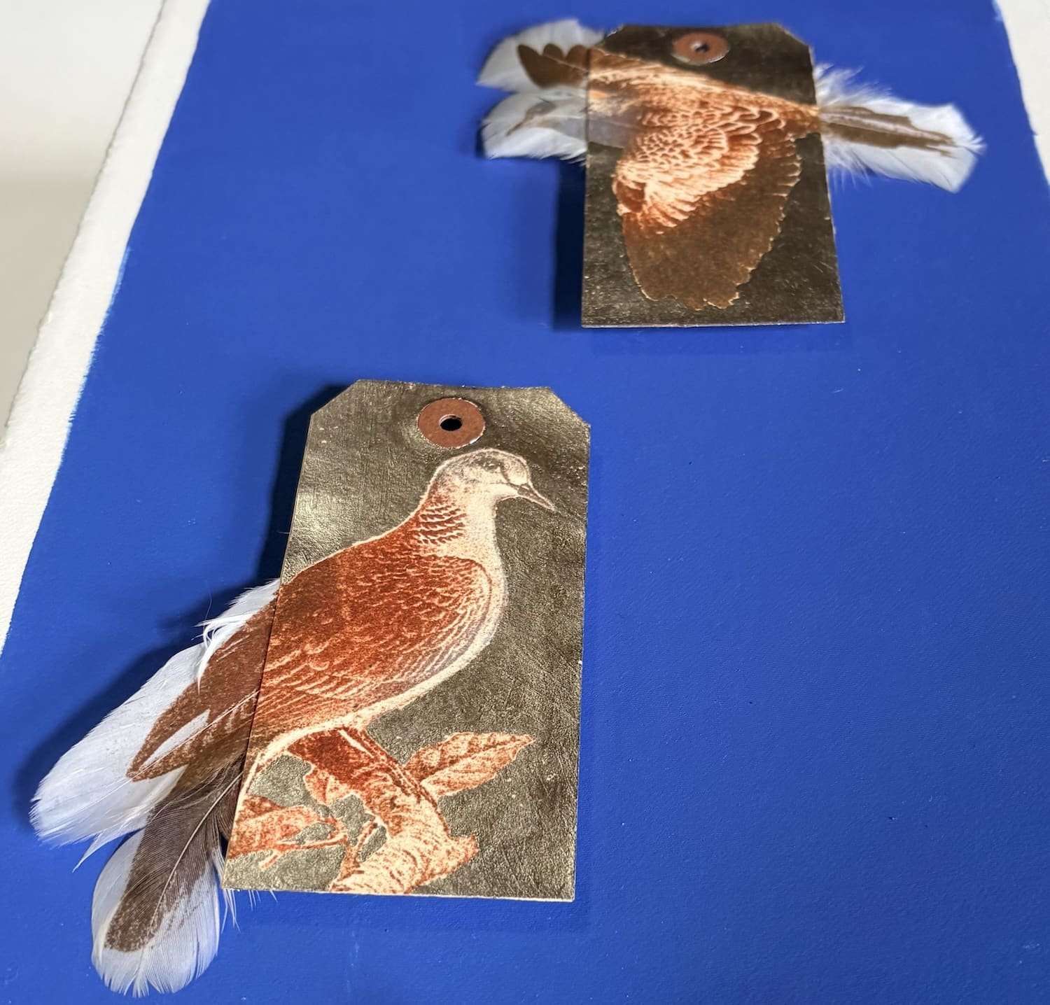 Jewell.Turtle dove detail.Kevis.jpeg