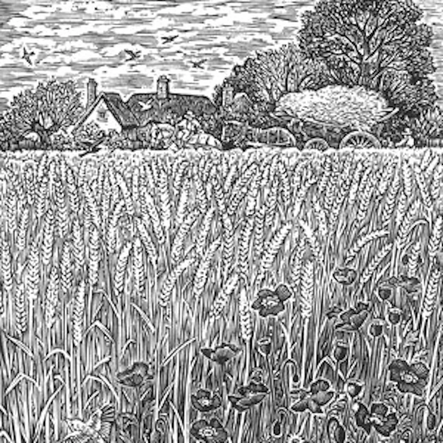 Sue Scullard - Cornfield at Lark Rise