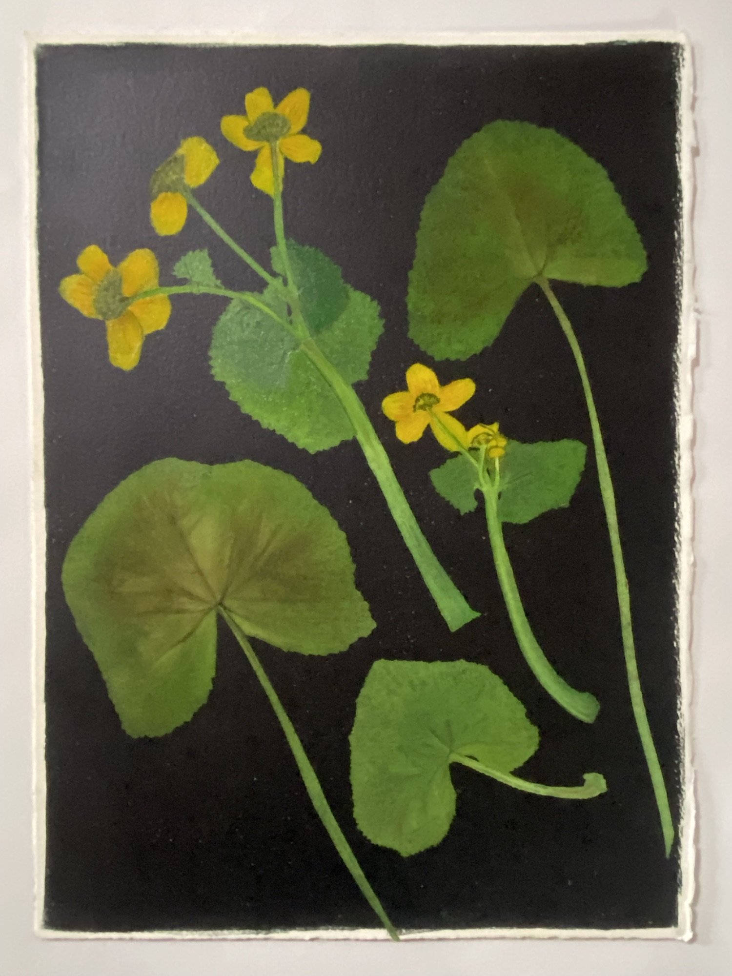 Jewell.Marigold copy.Kevis.jpg