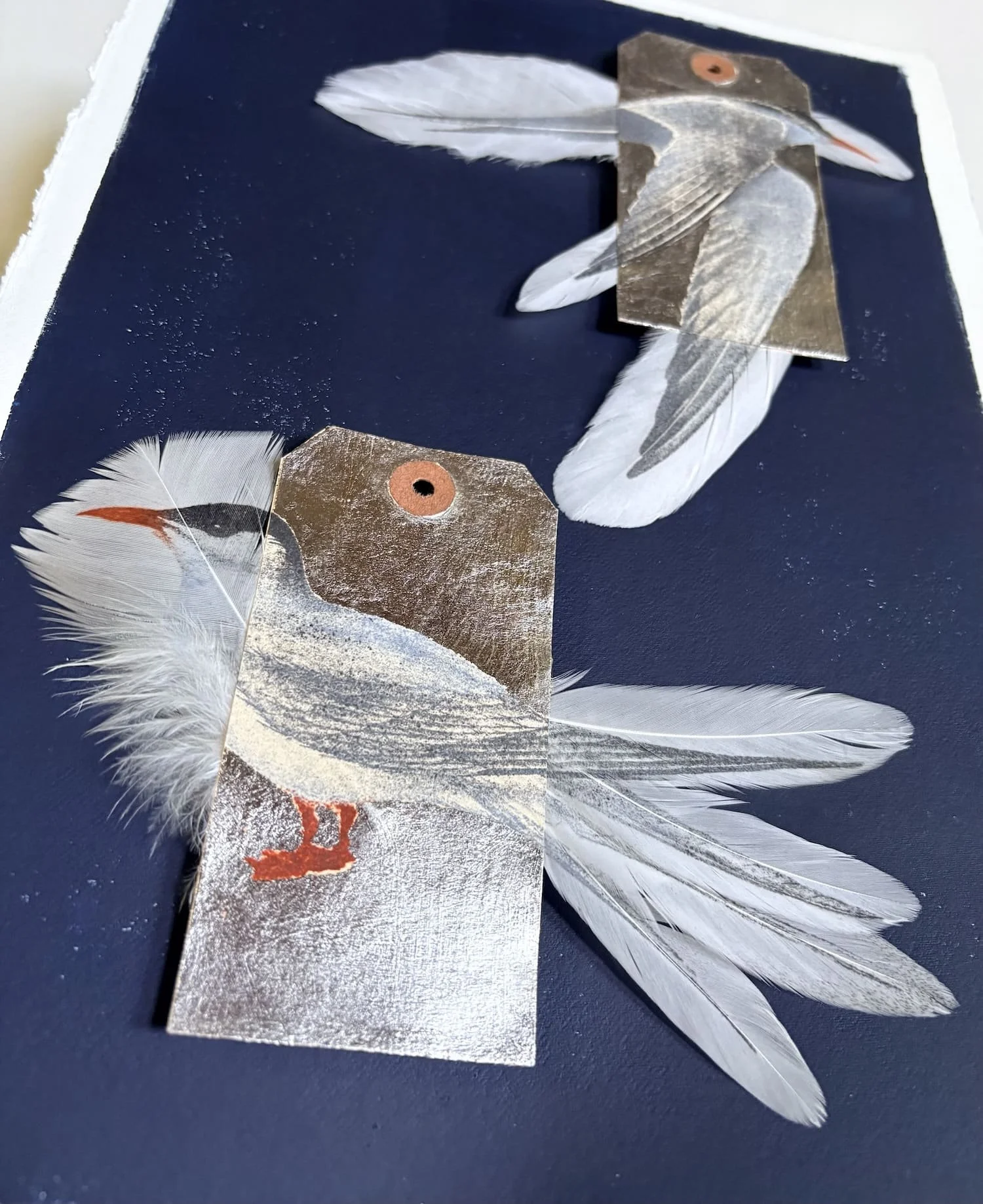 Jewell.Arctic tern detail.Kevis.jpeg