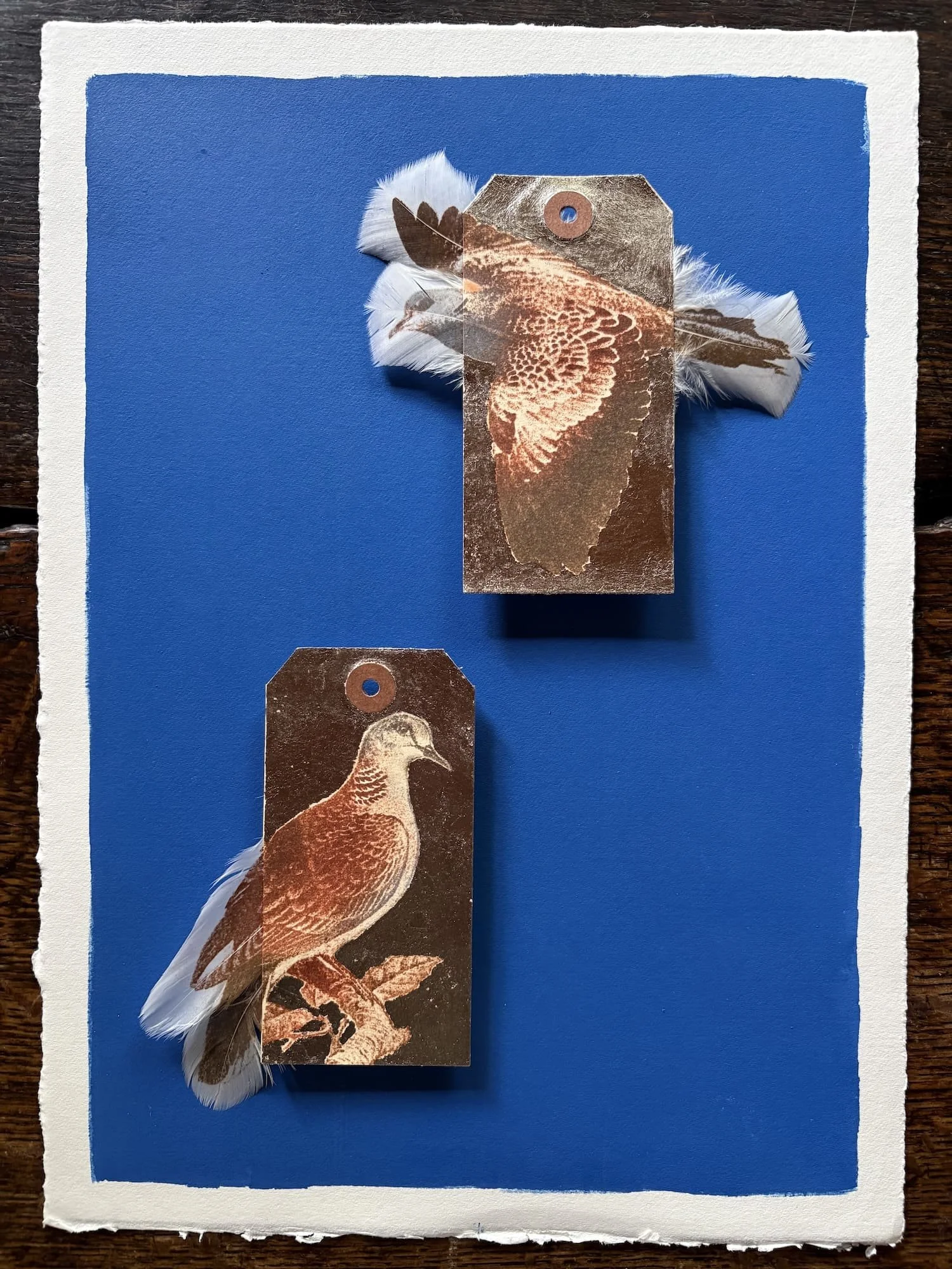 Jewell.Turtle Dove UNFRAMED.Kevis.jpeg