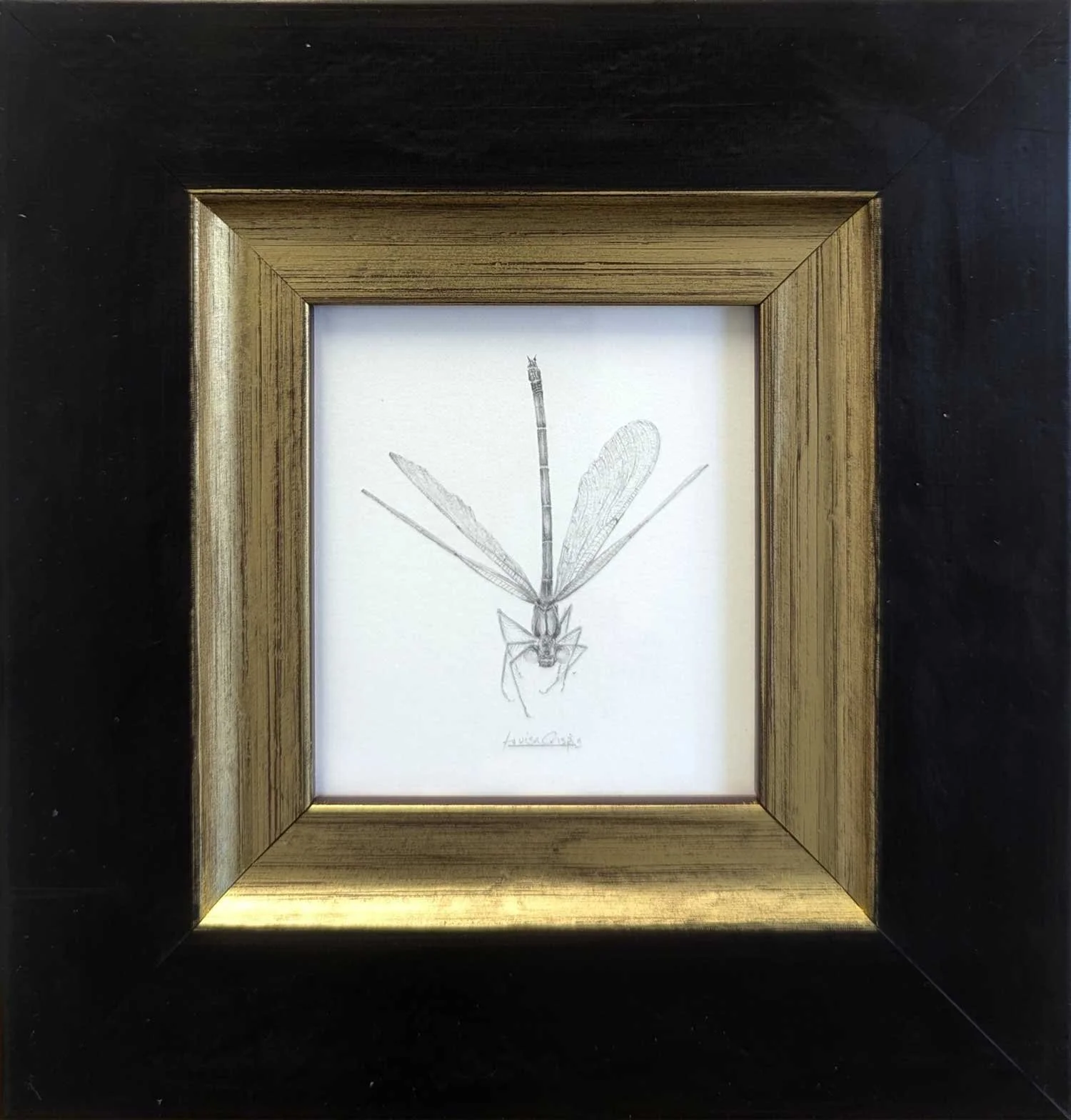 Louisa-Crispin-Damselfly-DF001-framed.jpg