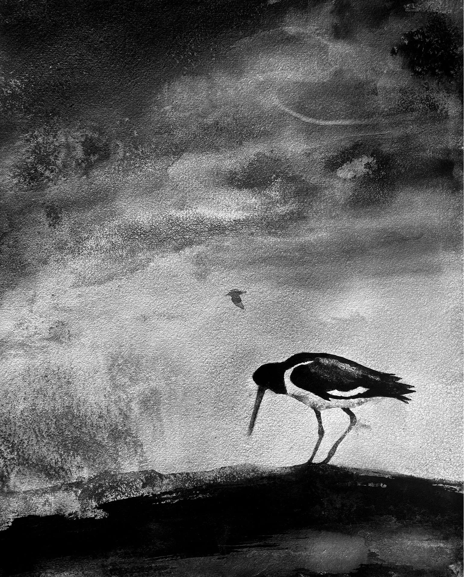 James Roberts - Oystercatcher on the Shore
