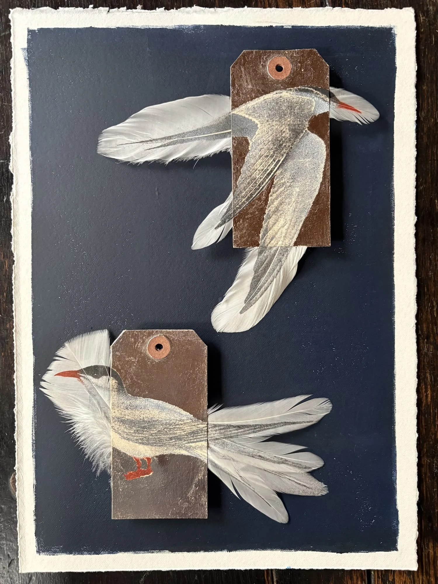 Jewell.Arctic Tern UNFRAMED.Kevis.jpeg