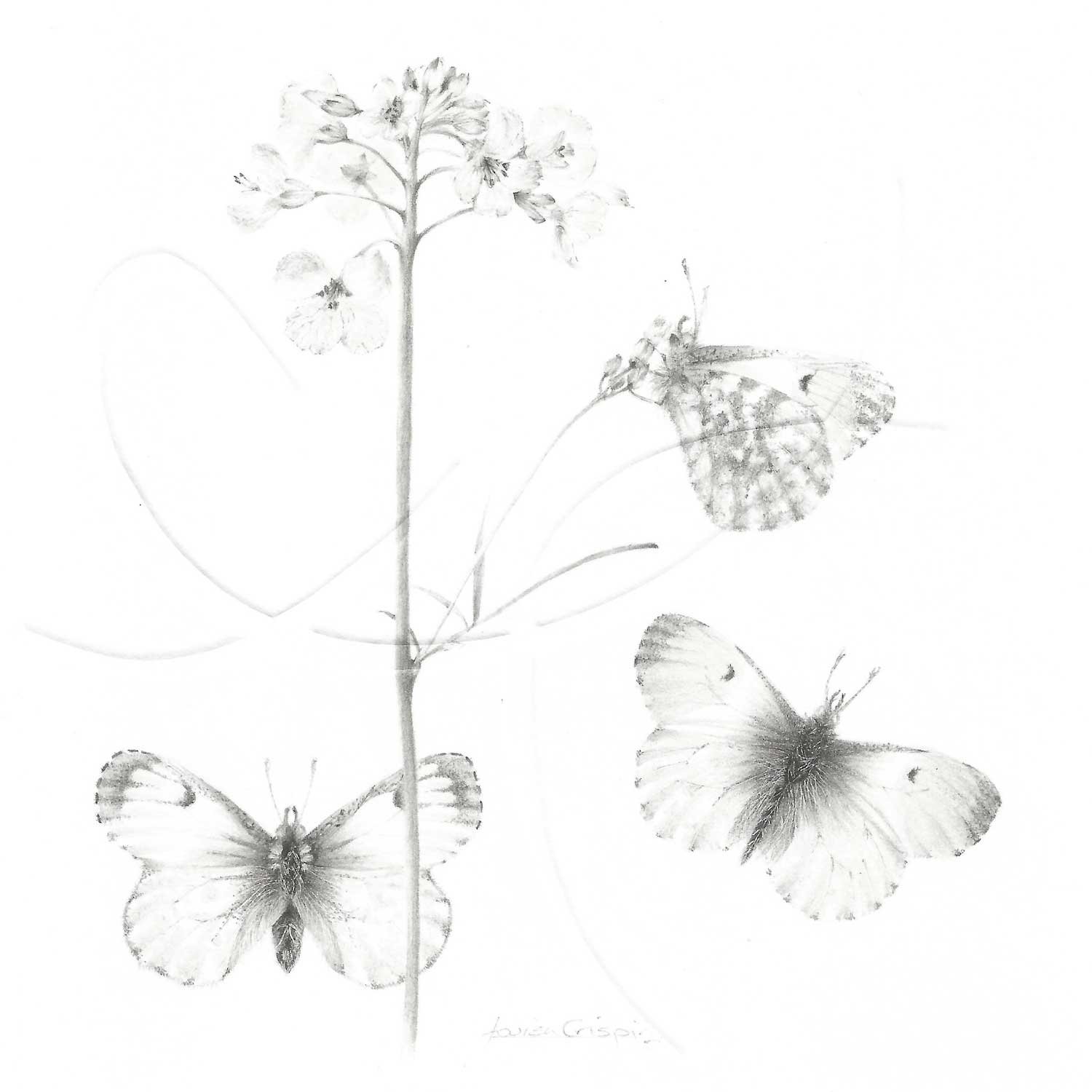 Louisa-Crispin-Study-of-a-Lawnflower-005-~-Cuckoo-Flower-with-Orange-Tip-Butterfly.jpg