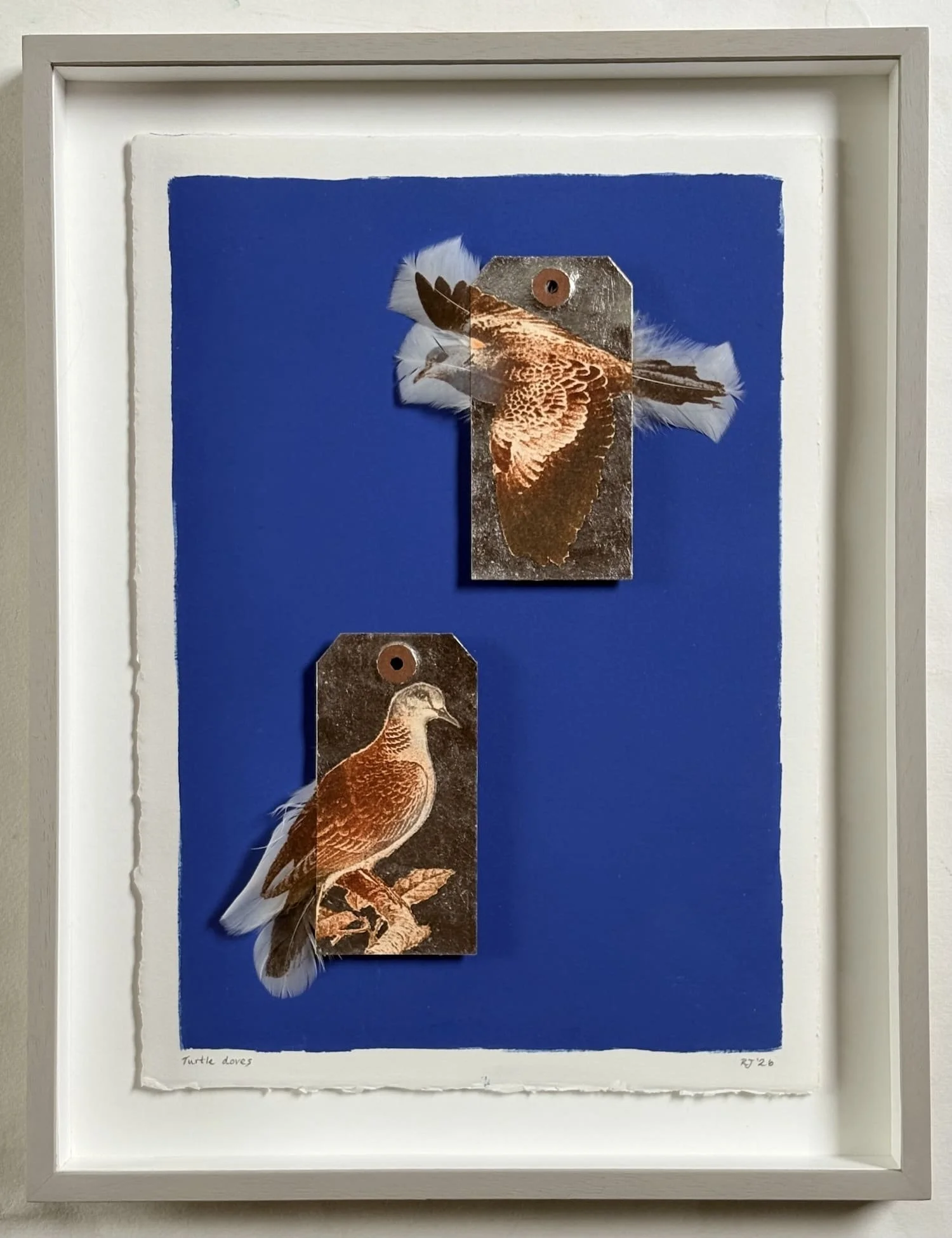 Jewell.Turtle Dove FRAMED.Kevis.jpeg