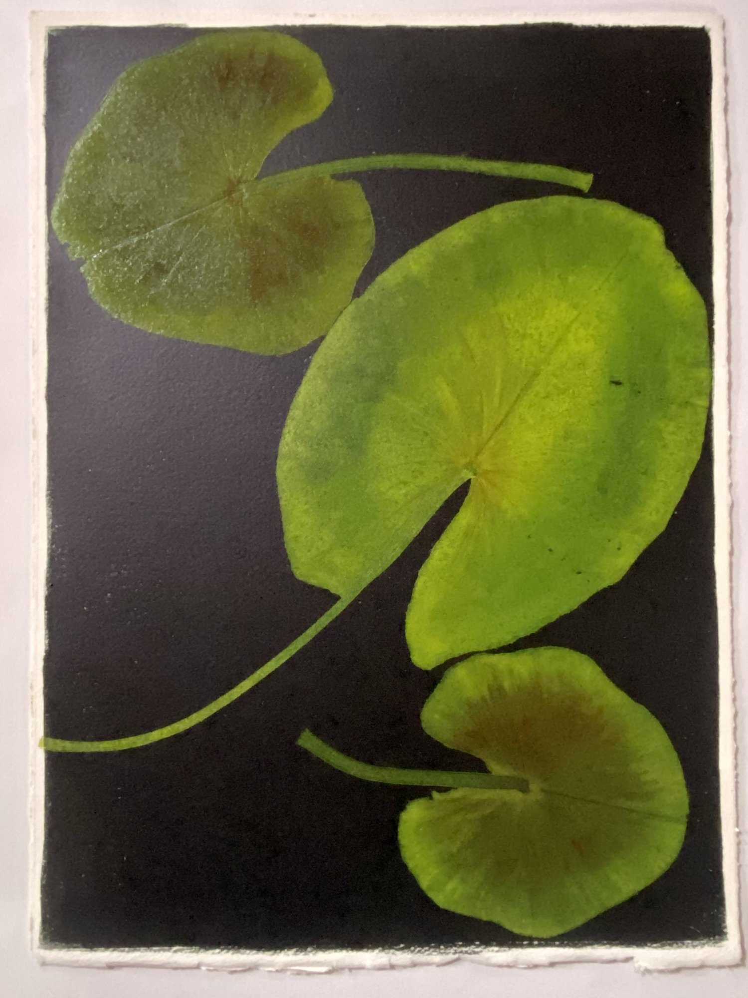 Jewell.LilyPad1 copy.Kevis.jpg