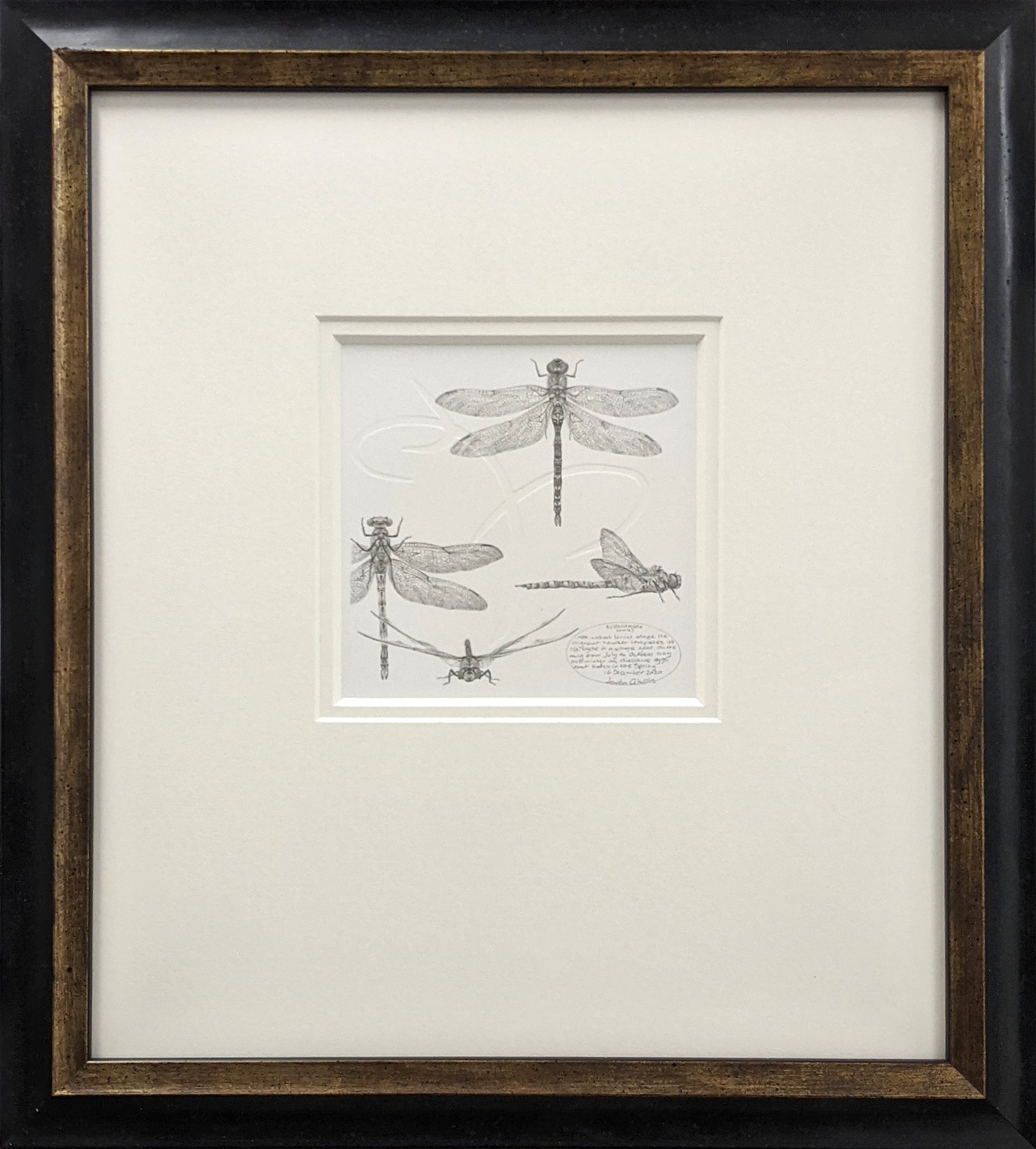 Louisa Crispin Study of a Dragonfly 002 ~ migrant hawker framed.jpg