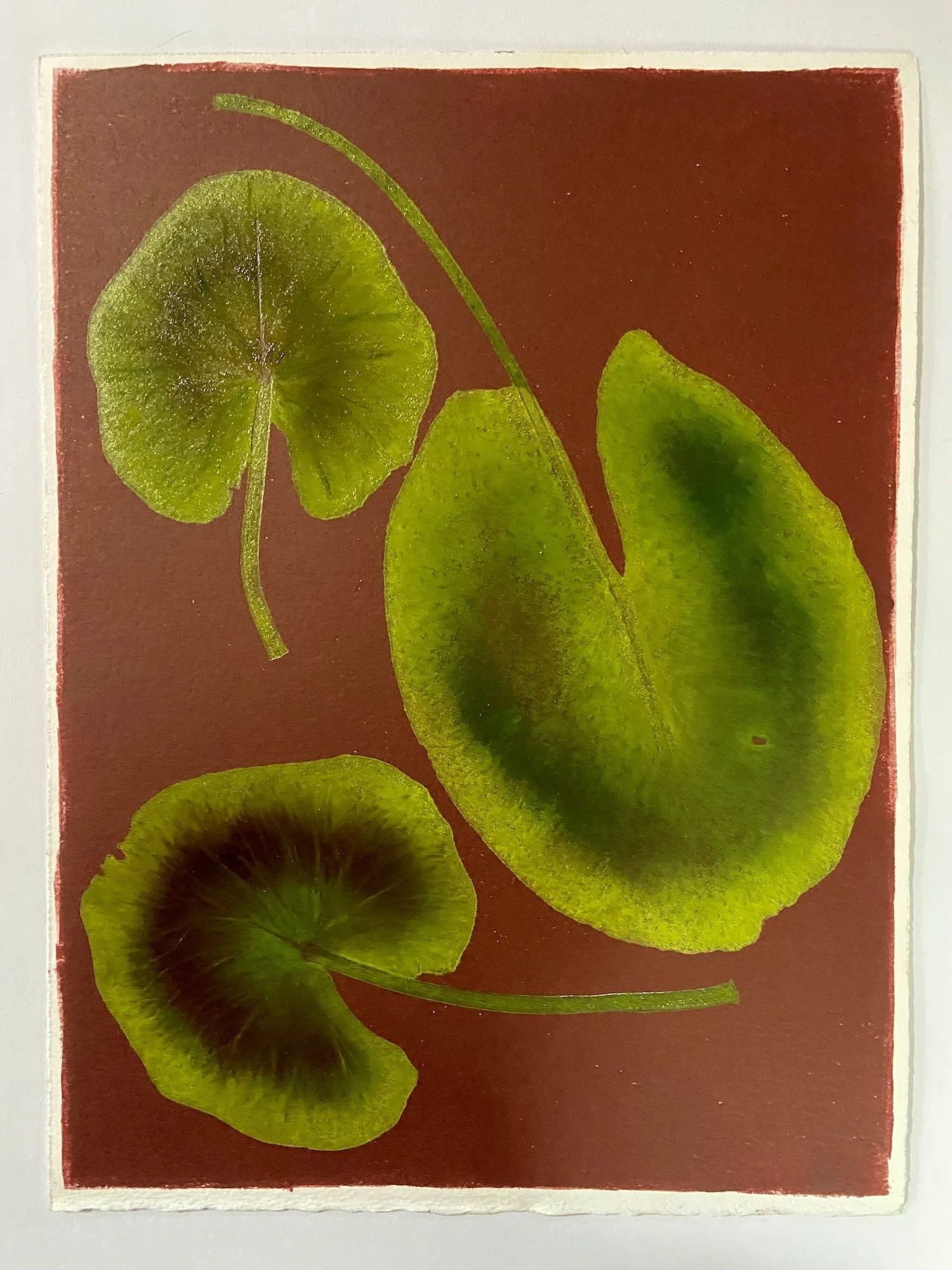 Jewell.LilyPad2 copy.Kevis.jpg