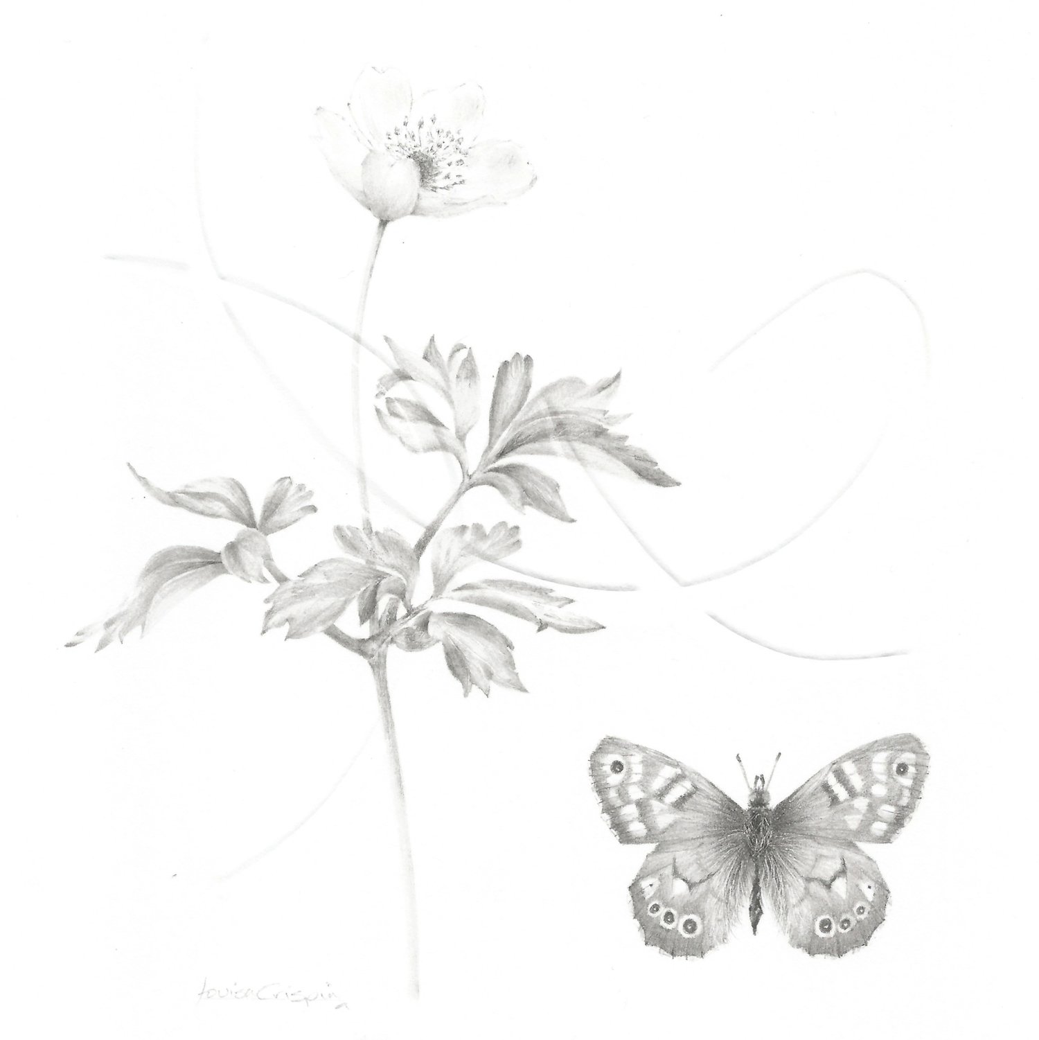Louisa Crispin Study of a Lawnflower 006 ~ Wood Anenome and Speckled Wood Butterfly.jpg