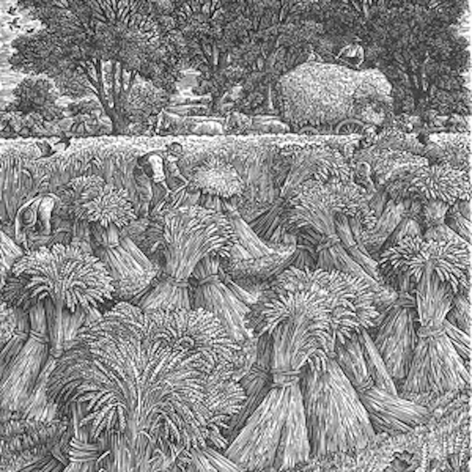 Sue Scullard - Harvest at Lark Rise
