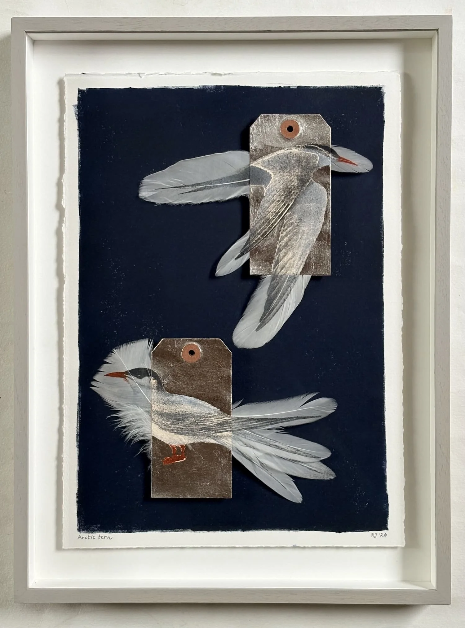 Jewell.Arctic Tern FRAMED.Kevis.jpeg