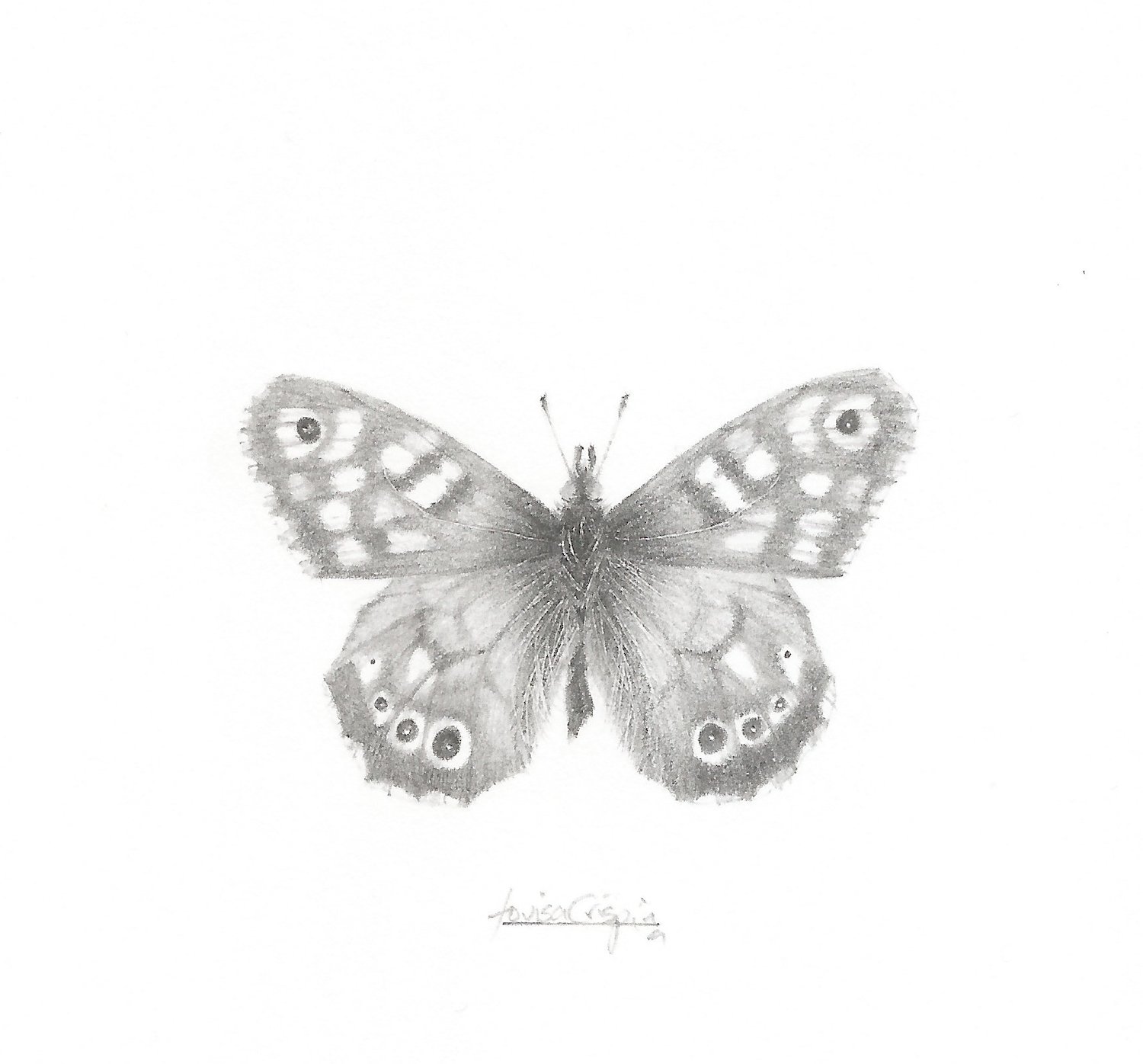 Louisa Crispin Speckled Wood Butterfly SPW001.jpg