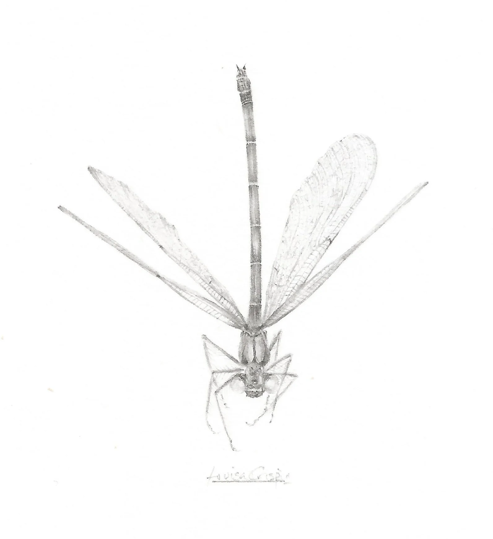 Louisa Crispin Damselfly DF001.jpg