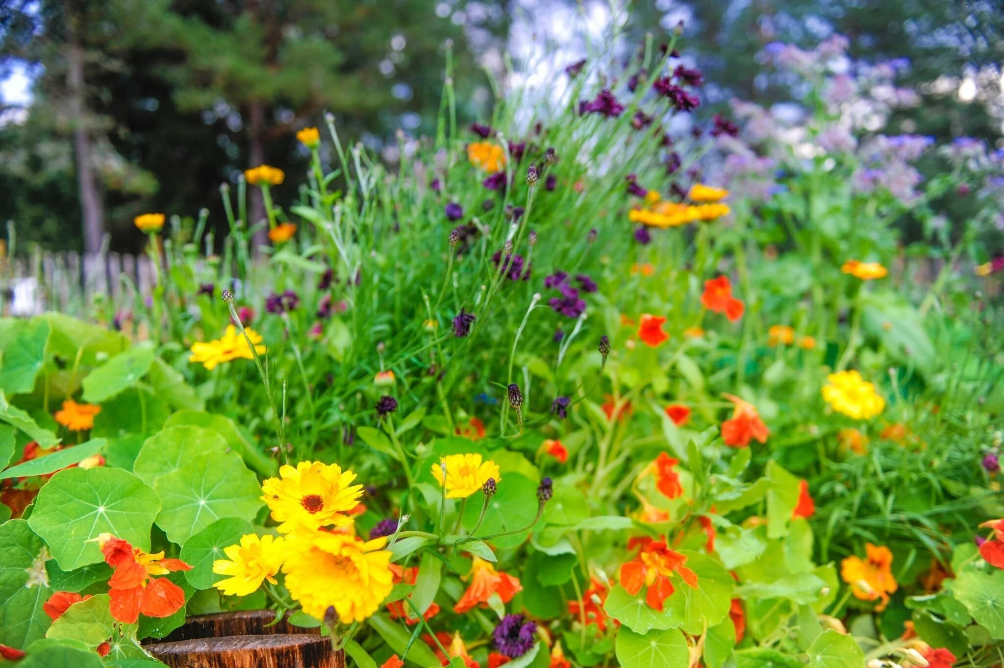 Søstrene Storaas spislige blomster.jpeg