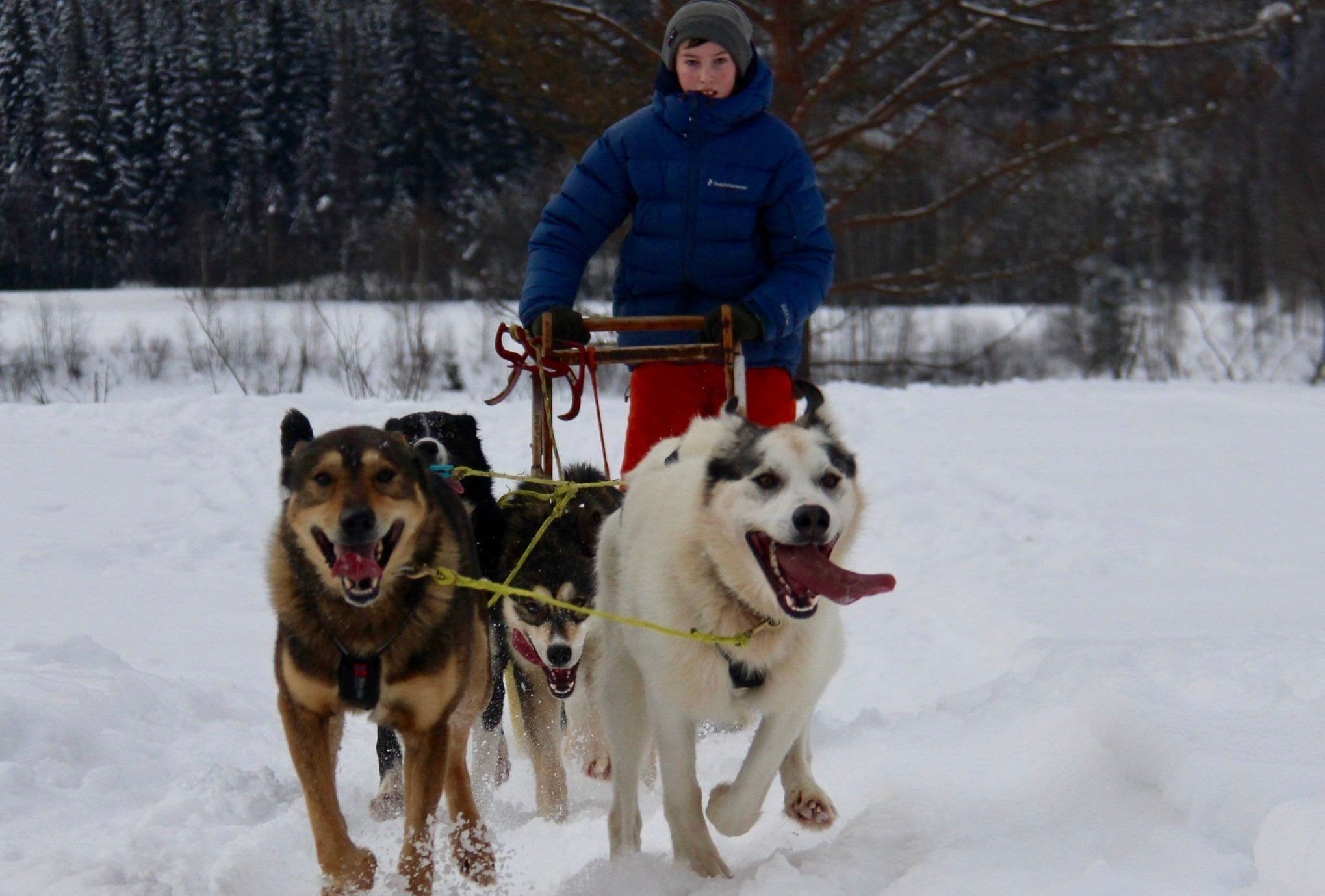 Vinterferieleir med hundekjøring for barn