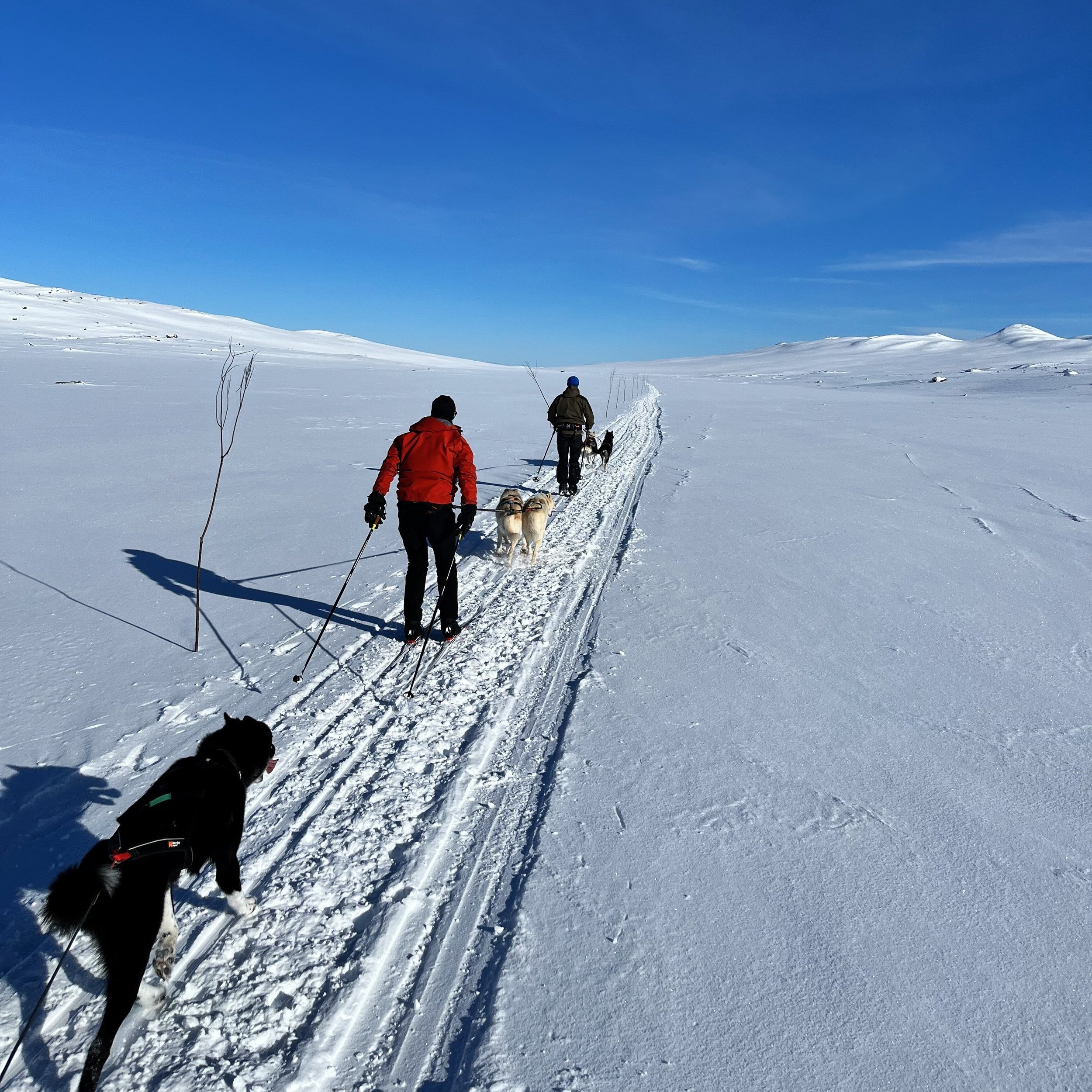 Solheimstulen vinter vårski Hardangervidda.jpeg