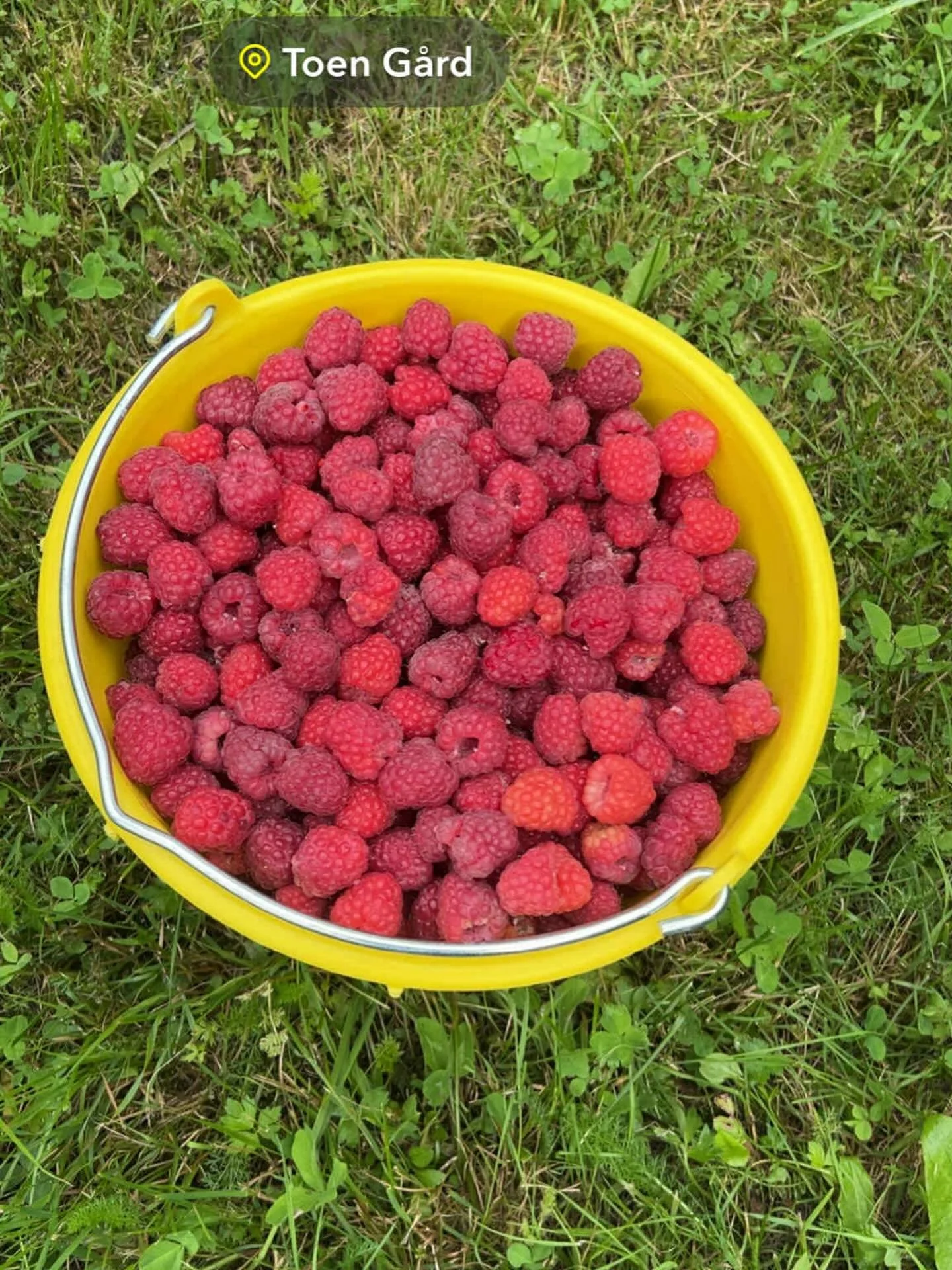 Selvplukk av bringeb&aelig;r i gang p&aring; #toeng&aring;rd i Svene, snart er jordb&aelig;r og rips ogs&aring; modent 🤗🍓🌞. Takk for fint bilde og hyggelig selskap under plukking Fr&oslash;ydis p&aring; #nordremykstug&aring;rd 🥰