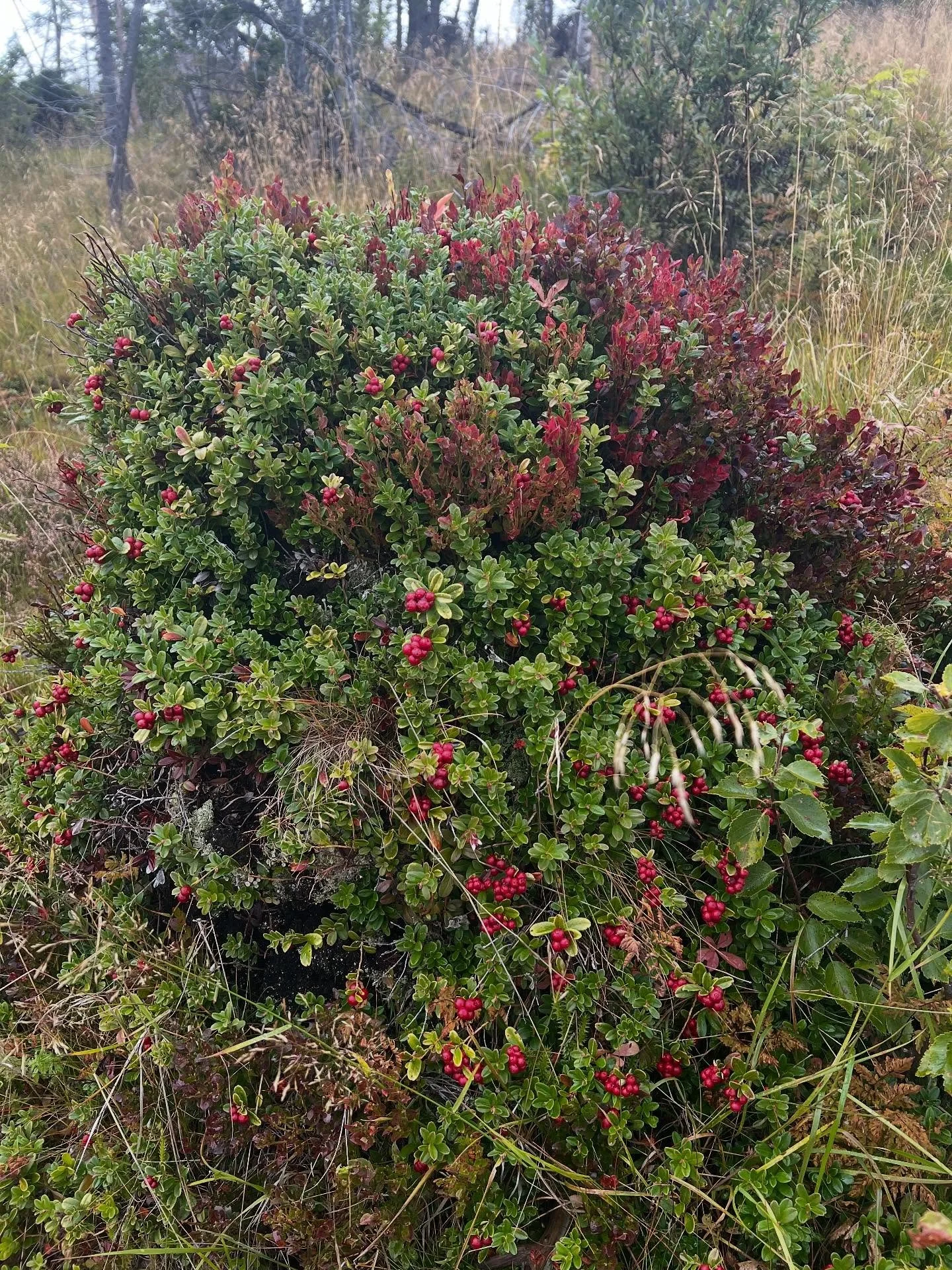 Tytteb&aelig;r, traktkantareller, fjellvann og flotte farger, velkommen til h&oslash;stferie i fjell og dal 🍁#numedal #blefjell #vegglifjell #uvdal #tinn #sigdal #bolkesj&oslash; #h&oslash;stferie #friluftsliv