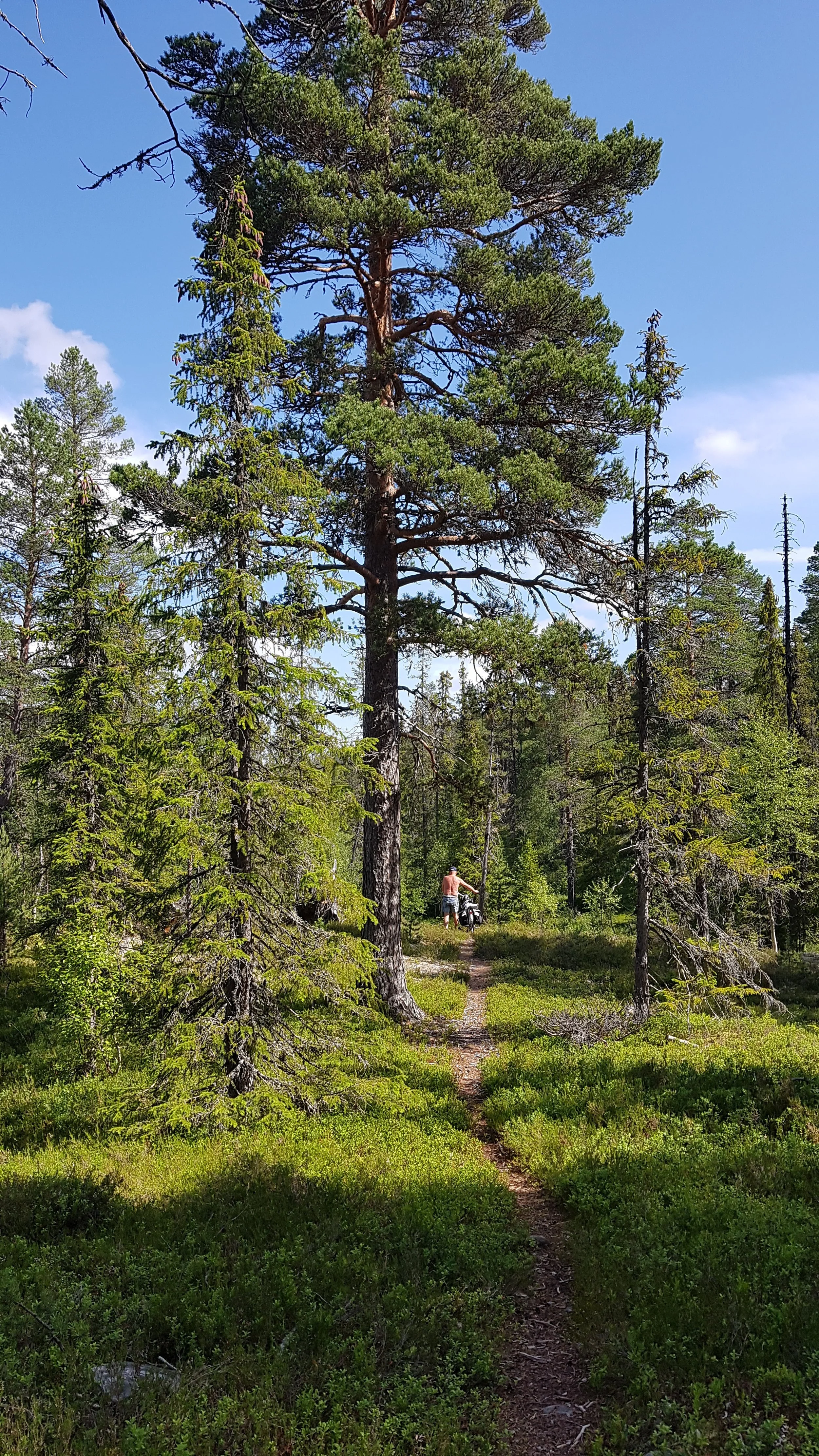 trillemarkarundt_trille-i-naturreservatet_foto-marianne-hansen.jpg