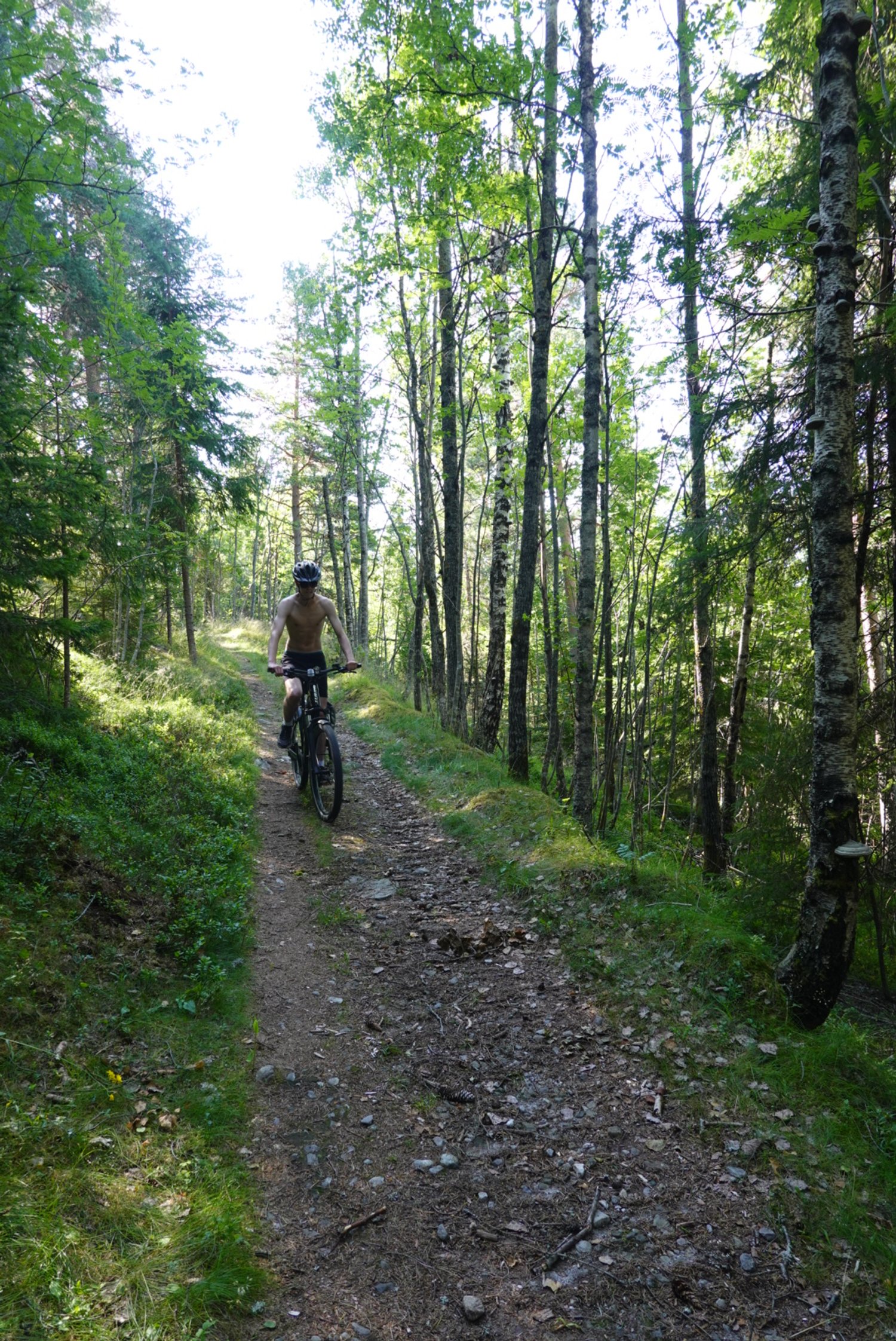 stien ned fra skysstasjon til grusvegen.JPG