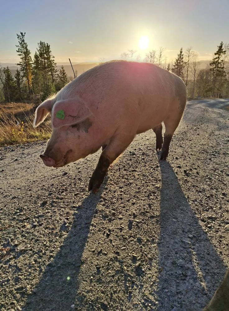Setergrisen på Håvardsrud