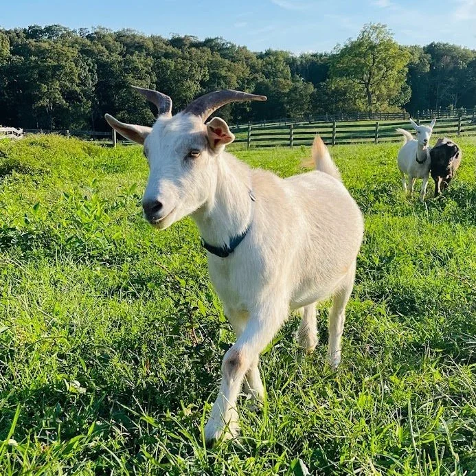 Apollo Goats Goats — Hope & Serenity Farm Sanctuary