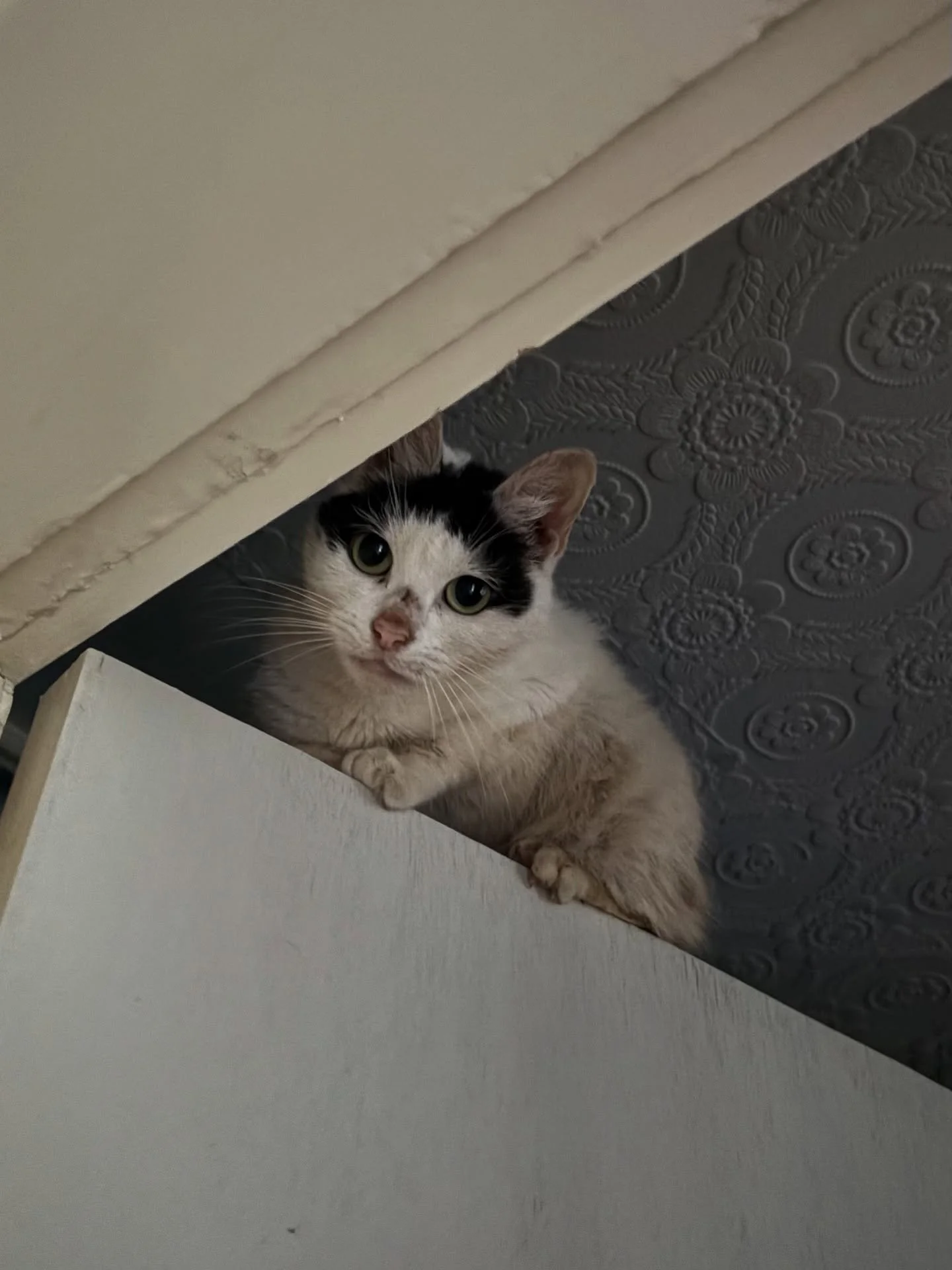 AD - Ambassador | Meet Mable - the sweetest little cat I&rsquo;m currently cat-sitting (and who has completely stolen my heart). Her Mam recently started feeding her @katkin.club after I recommended it, and the difference has been incredible.

Even t