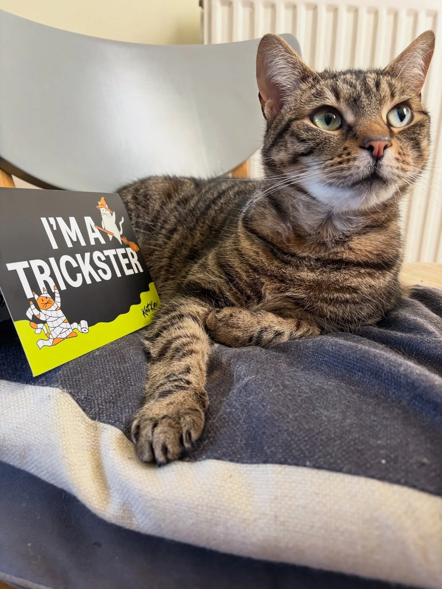 AD - Ambassador| I might be on a little break from posting consistently while I work on transforming Coffee With Cerys into its new form (v excited for this btw), but Mavis and I had to pop on to share our love for our friends over at @katkin.club🐾
