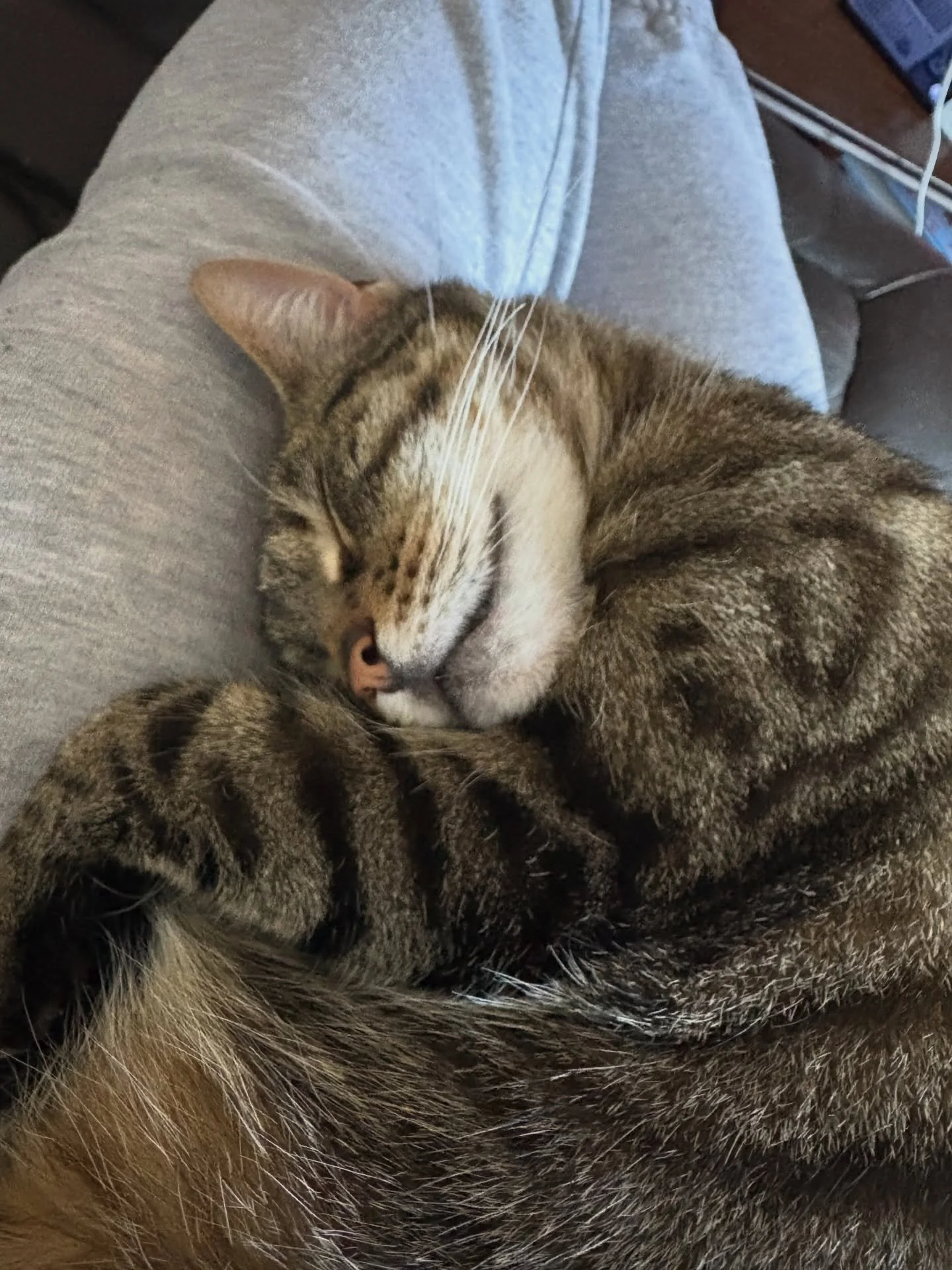 AD - Ambassador | Another year over, another year of Mavis eating @katkin.club 💚

From a scared girl on the streets to my absolute shadow. We&rsquo;ve worked hard to gain her trust and now she is rarely not by my side (unless I&rsquo;m with the scar