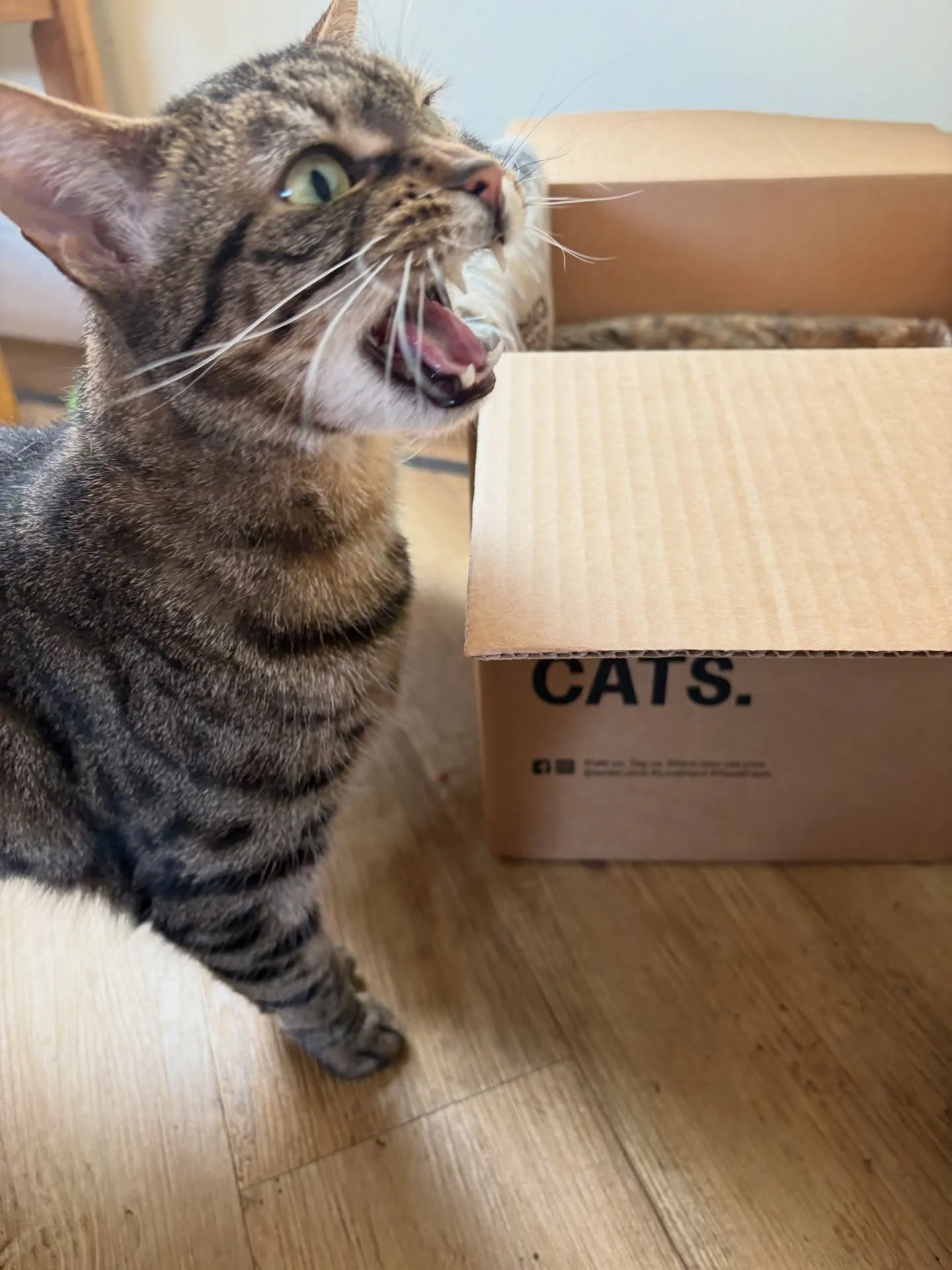 AD - Ambassador| Just a cat and her love🫶🏻

Truthfully she&rsquo;s just shouting at me as I&rsquo;m not unpacking her @katkin.club delivery fast enough! 

Giving Mavis fresh food from KatKin has made such a difference to her fur and it&rsquo;s grea