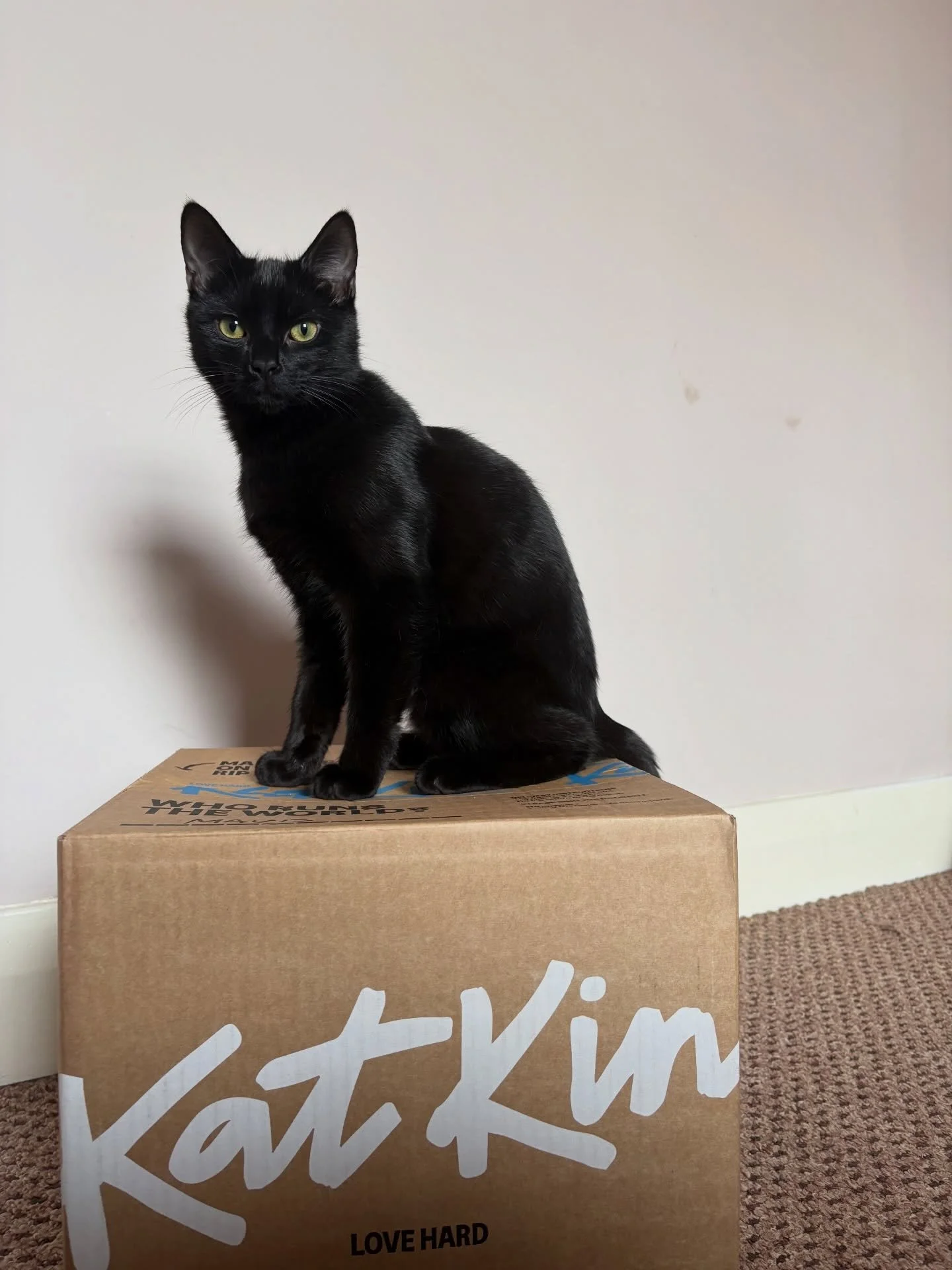 Ad - Ambassador | Clive is very jealous of Mavis&rsquo; recent @katkin.club delivery😂

He will be joining the KatKin clan very soon, so keep an eye out for more Clive content (as he is a lot more willing to be on camera compared to Princess Mavis😹)