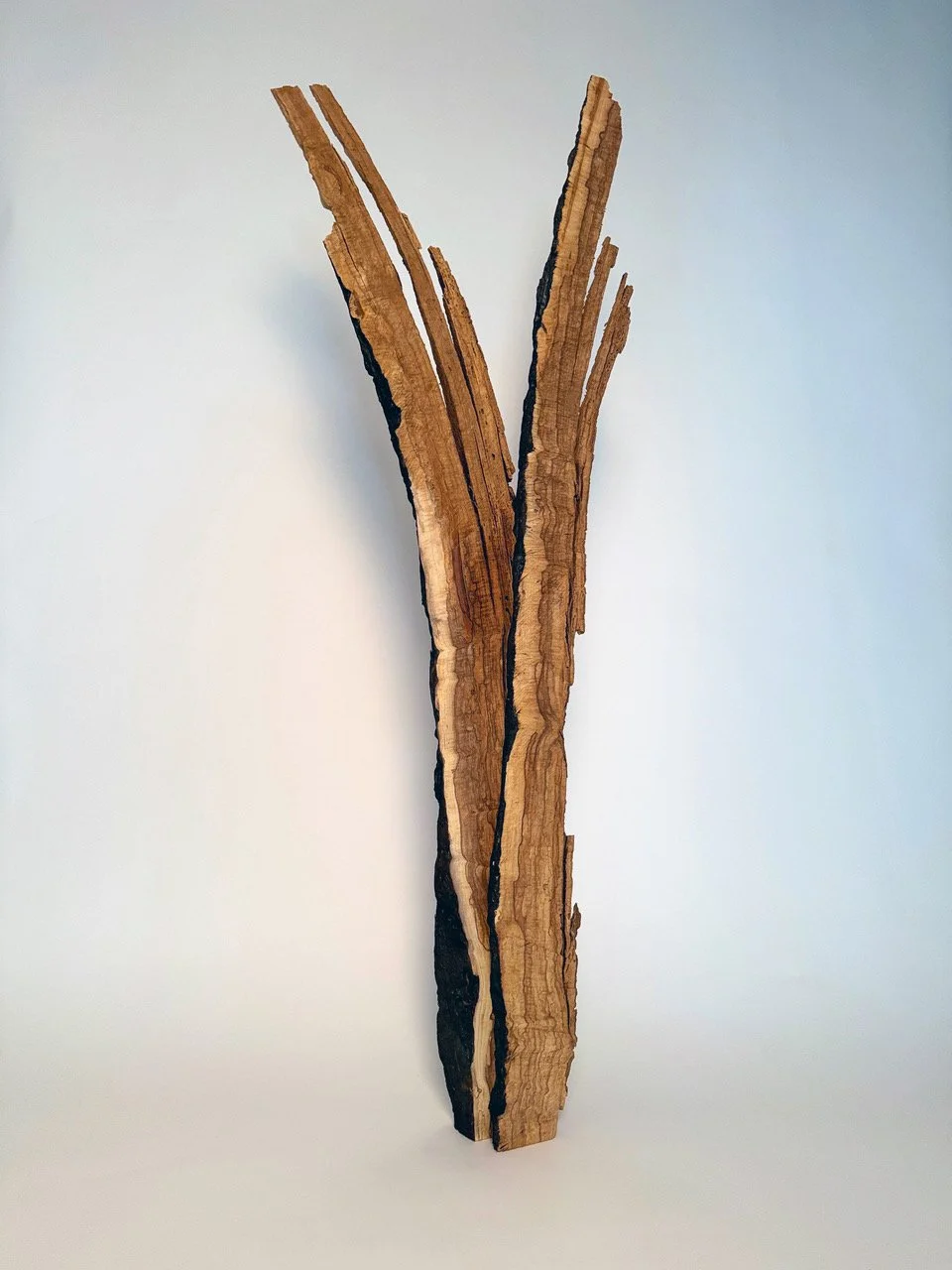 Jack Elliott, Dendroidus, 72" x 16" x 24", scorched shagbark hickory