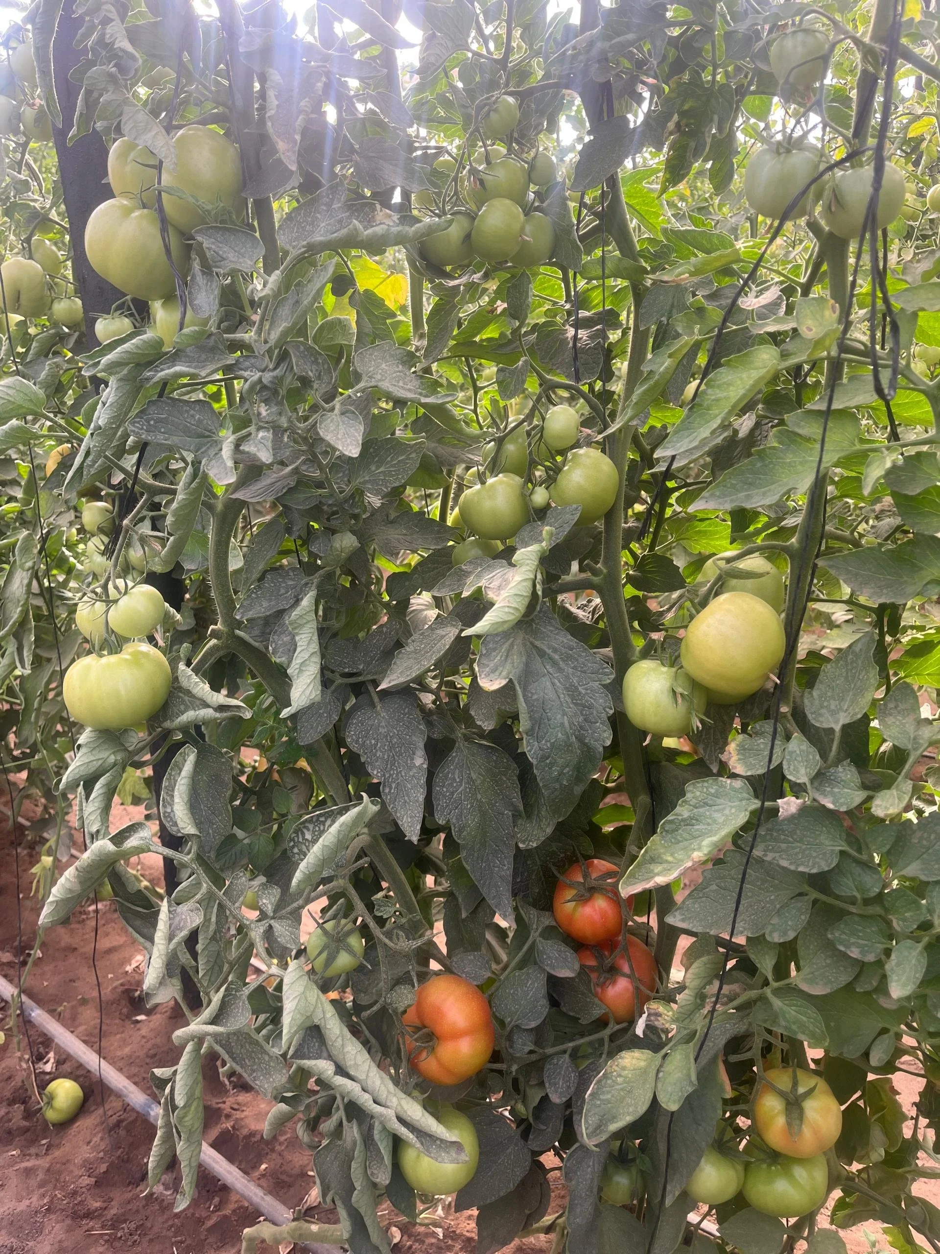 Garden Photos, tomatoes 1.jpeg