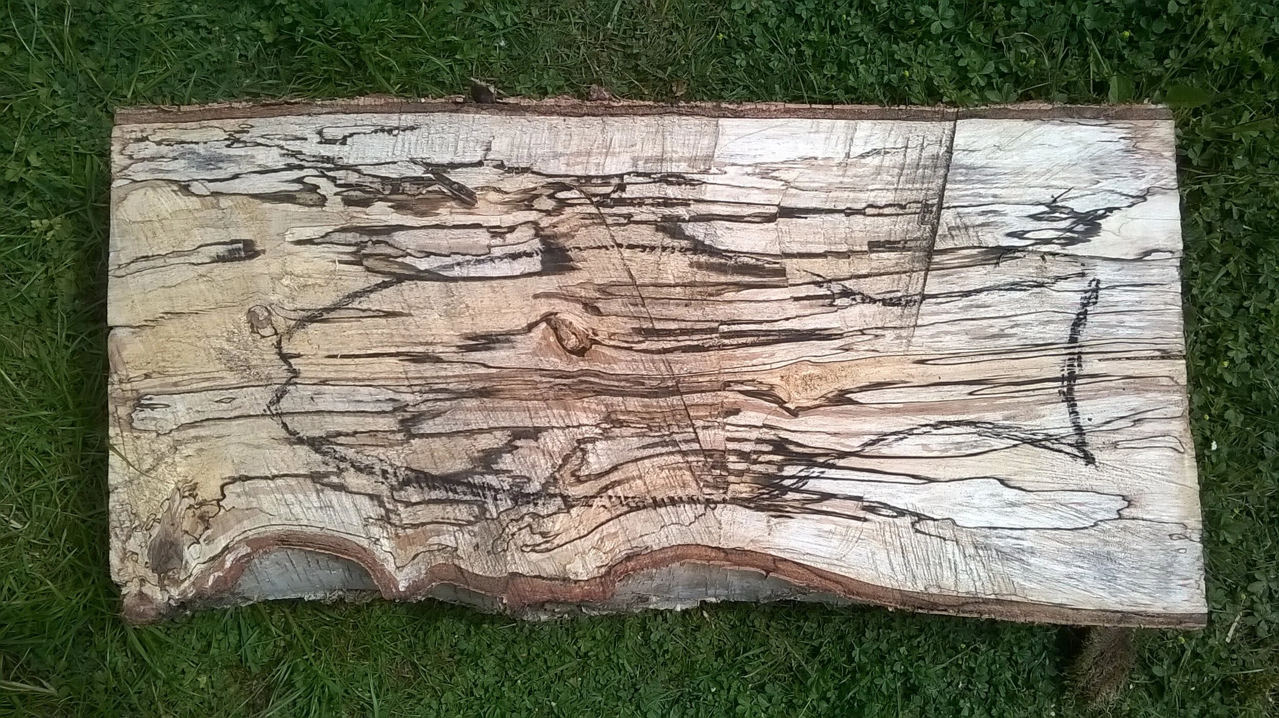 spalted birch