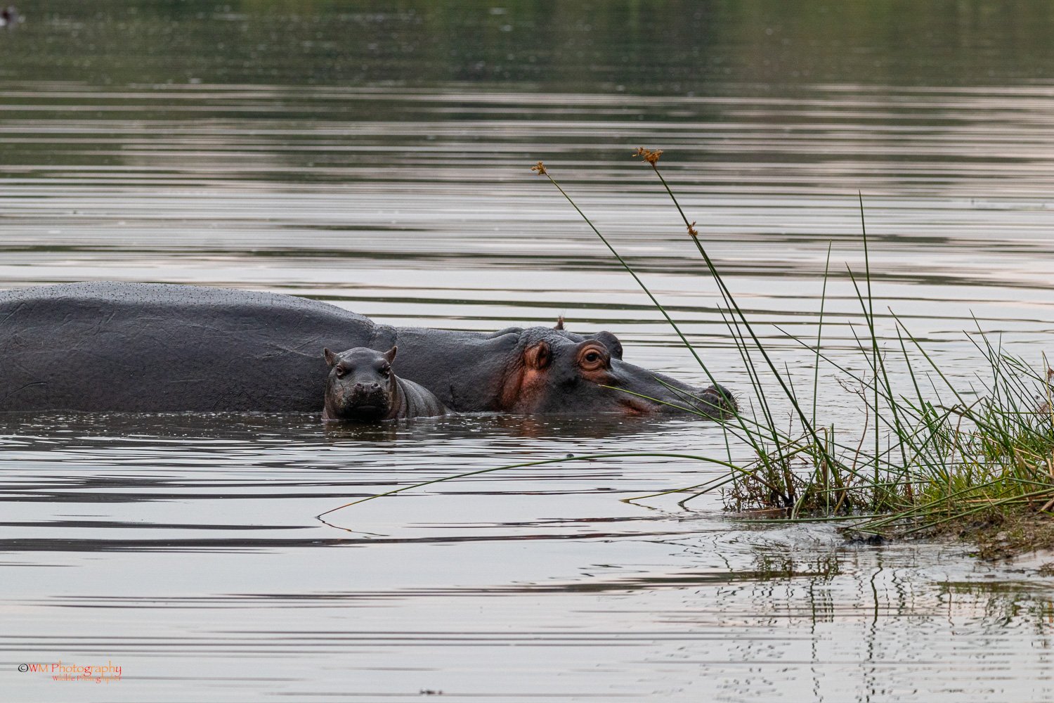 Hippo