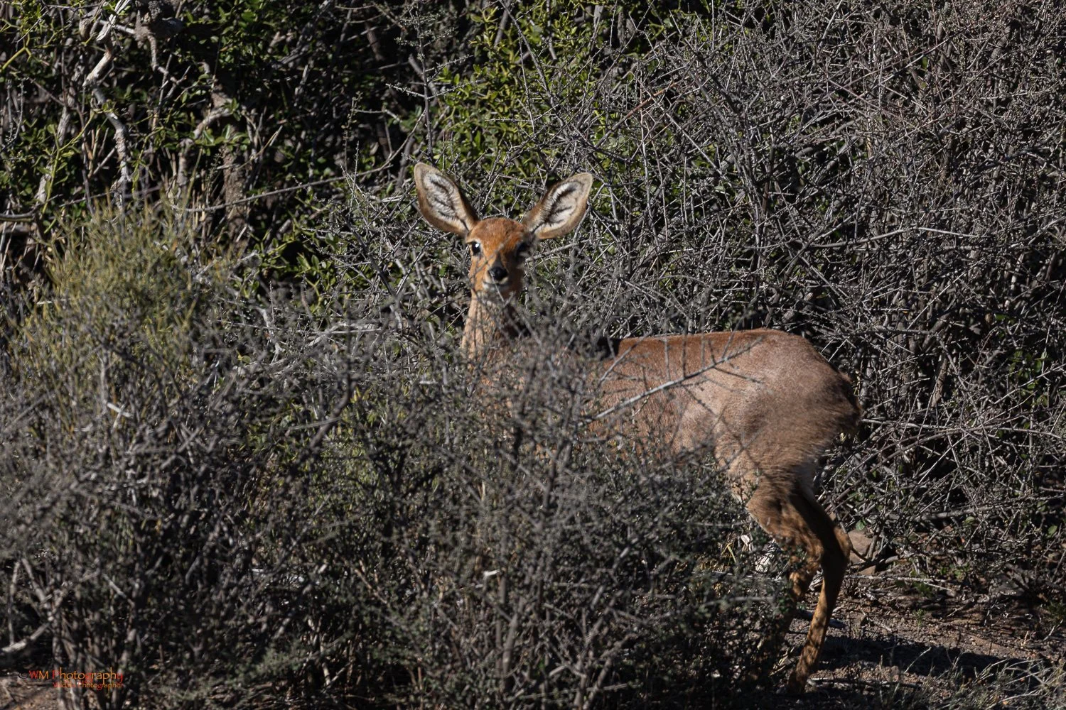 Steenbok