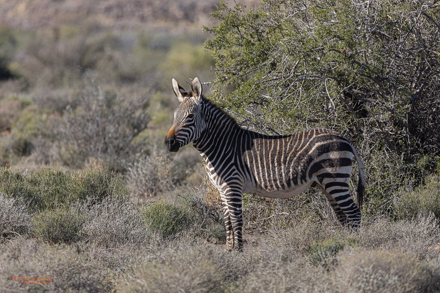 Mountain Zebra