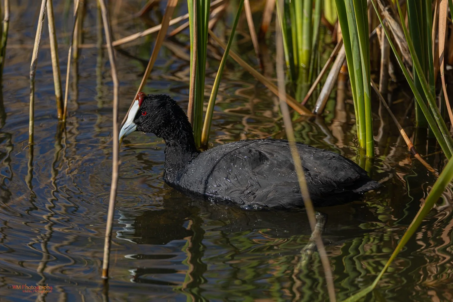 Red Knob Coot