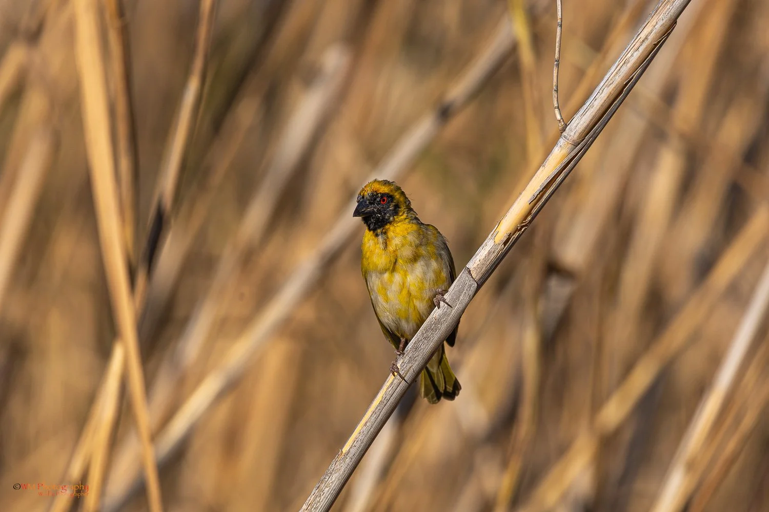 Masked Weaver