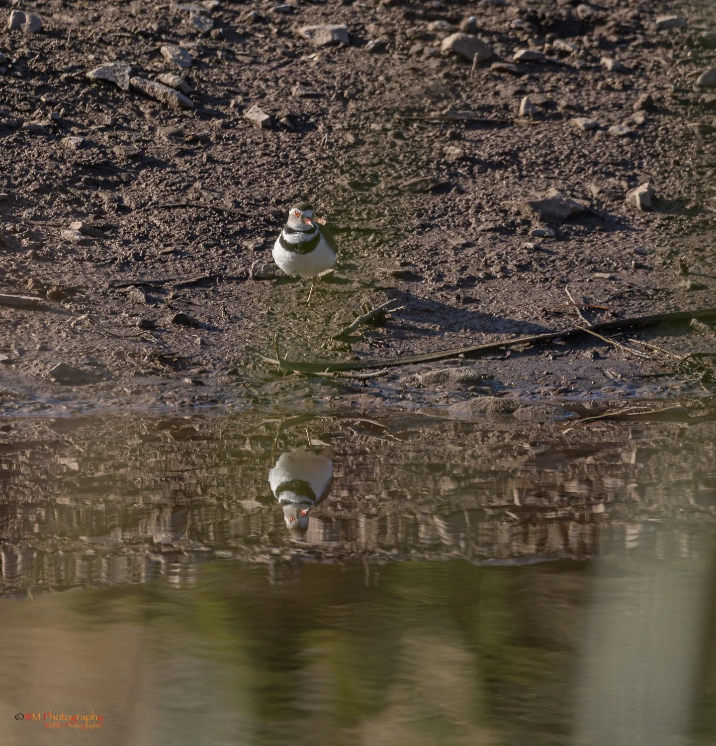 3 Banded Plover
