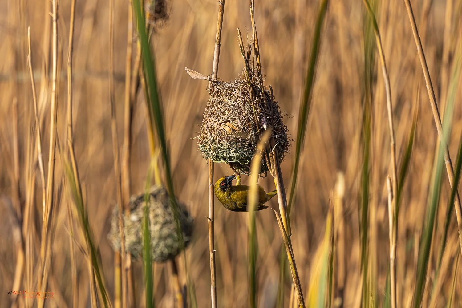 Masked Weaver on nest