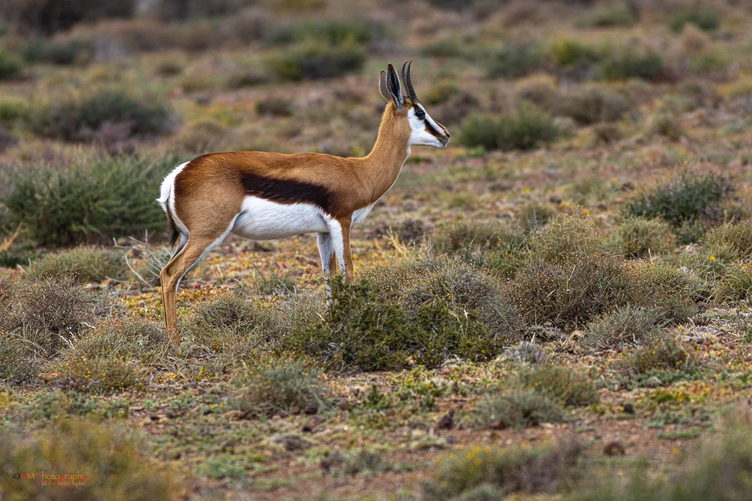 Springbok